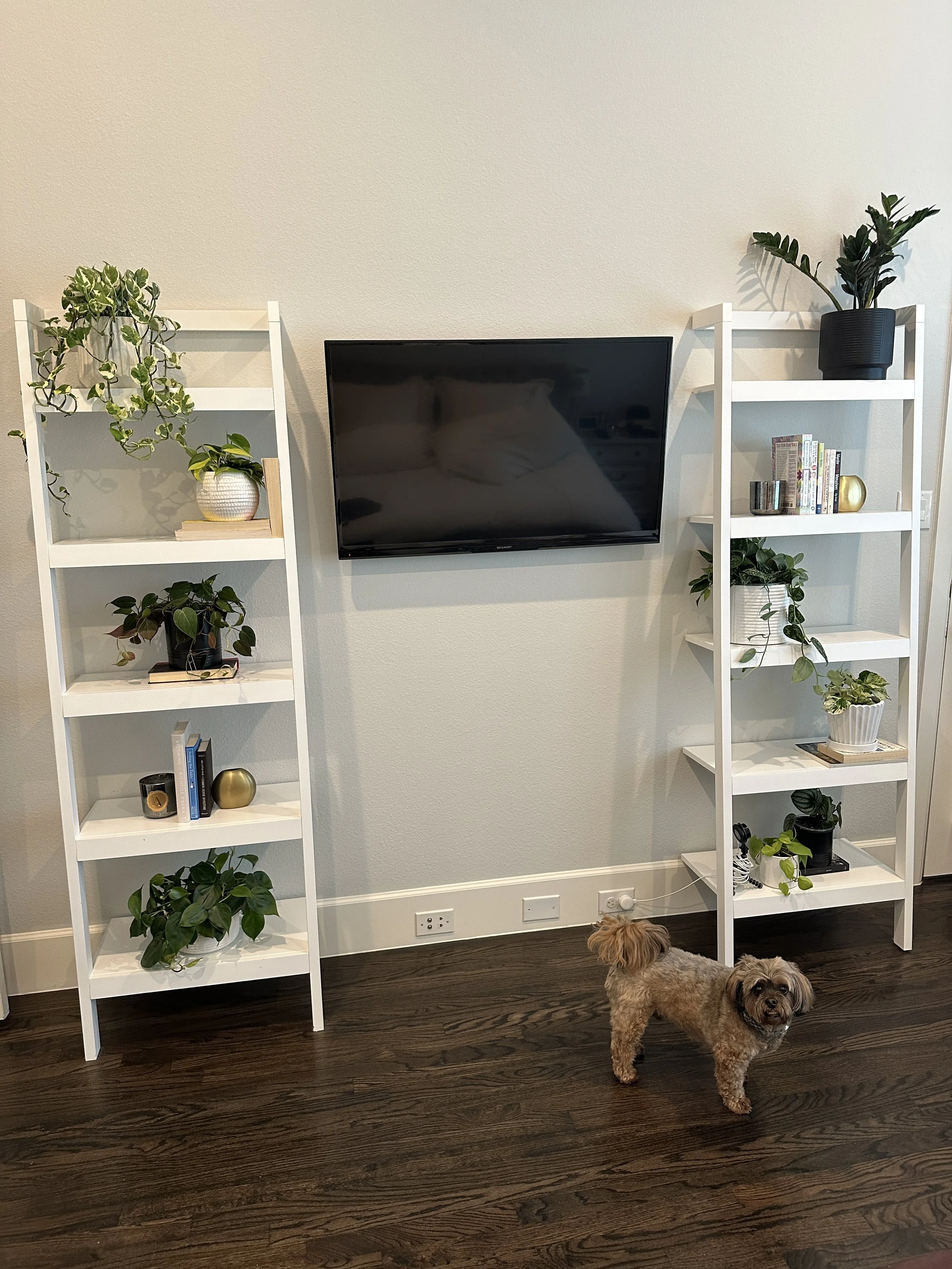 Why Your Space Feels Off and How Interior Plant Design Fixes It