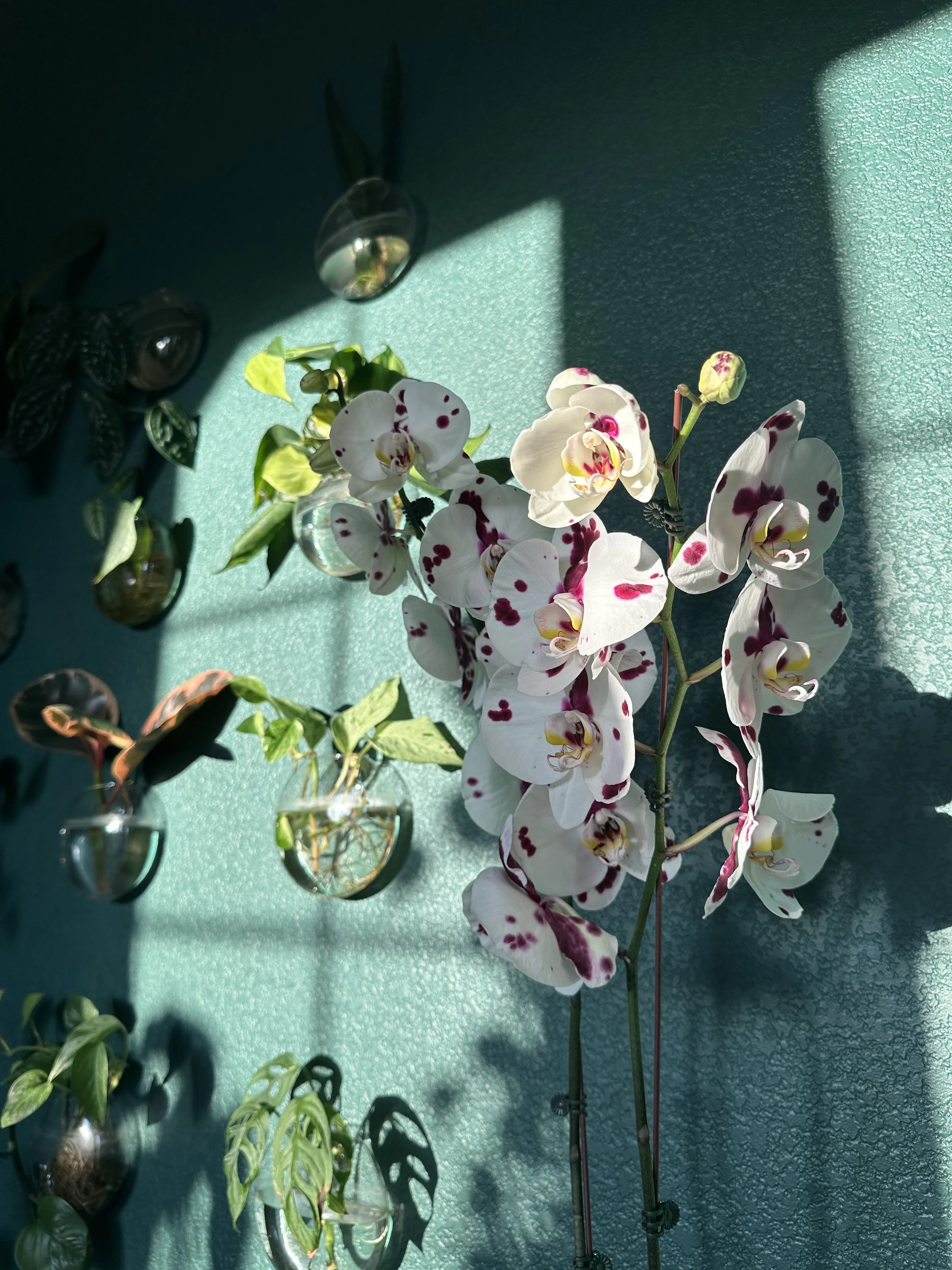 The Emotional Impact of Biophilic Design