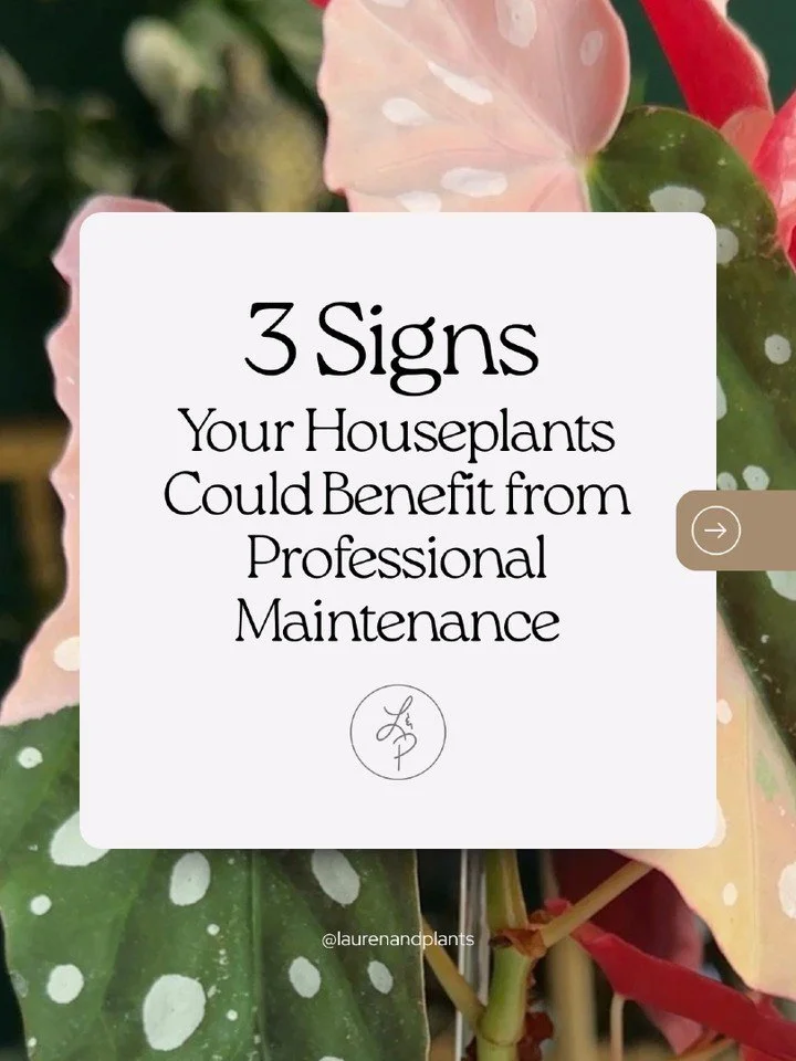 Most people think indoor plant maintenance is just watering.

In reality, healthy plants require so much more.

From checking soil moisture and cleaning dusty leaves to identifying pests and knowing when it's time to repot, regular maintenance helps 