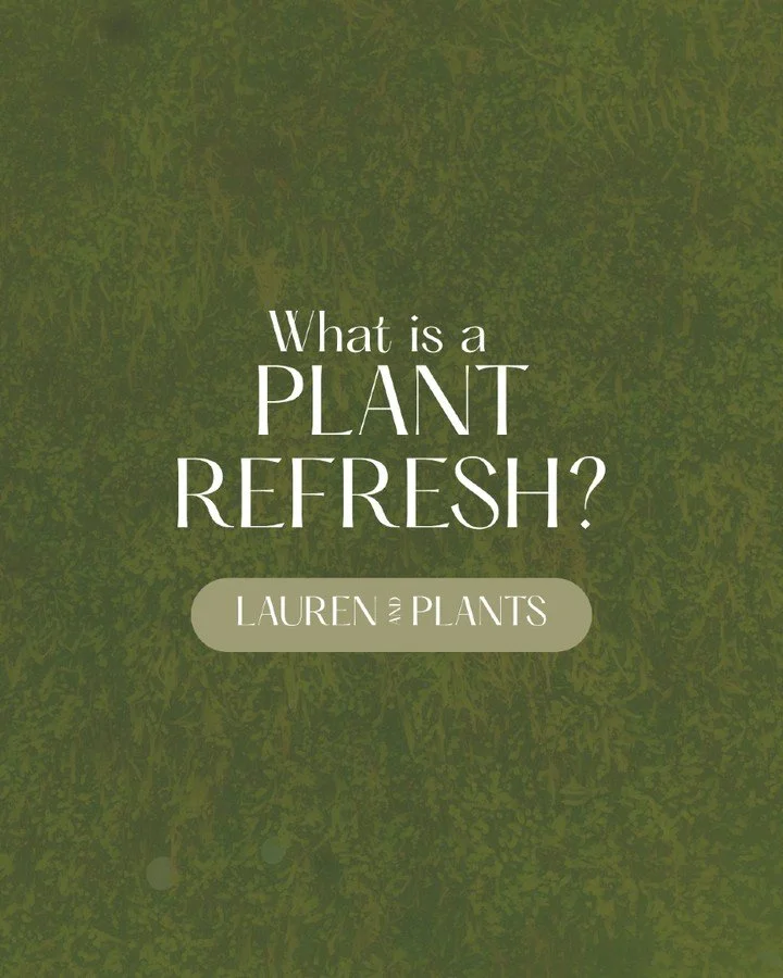 Sometimes your plants just need a little reset. 🌿

Plant Refresh services are perfect when you need some professional help without committing to ongoing maintenance.

Serving Fort Worth + DFW.

#PlantRefresh #PlantCare #FortWorthPlants #DFWPlants #L