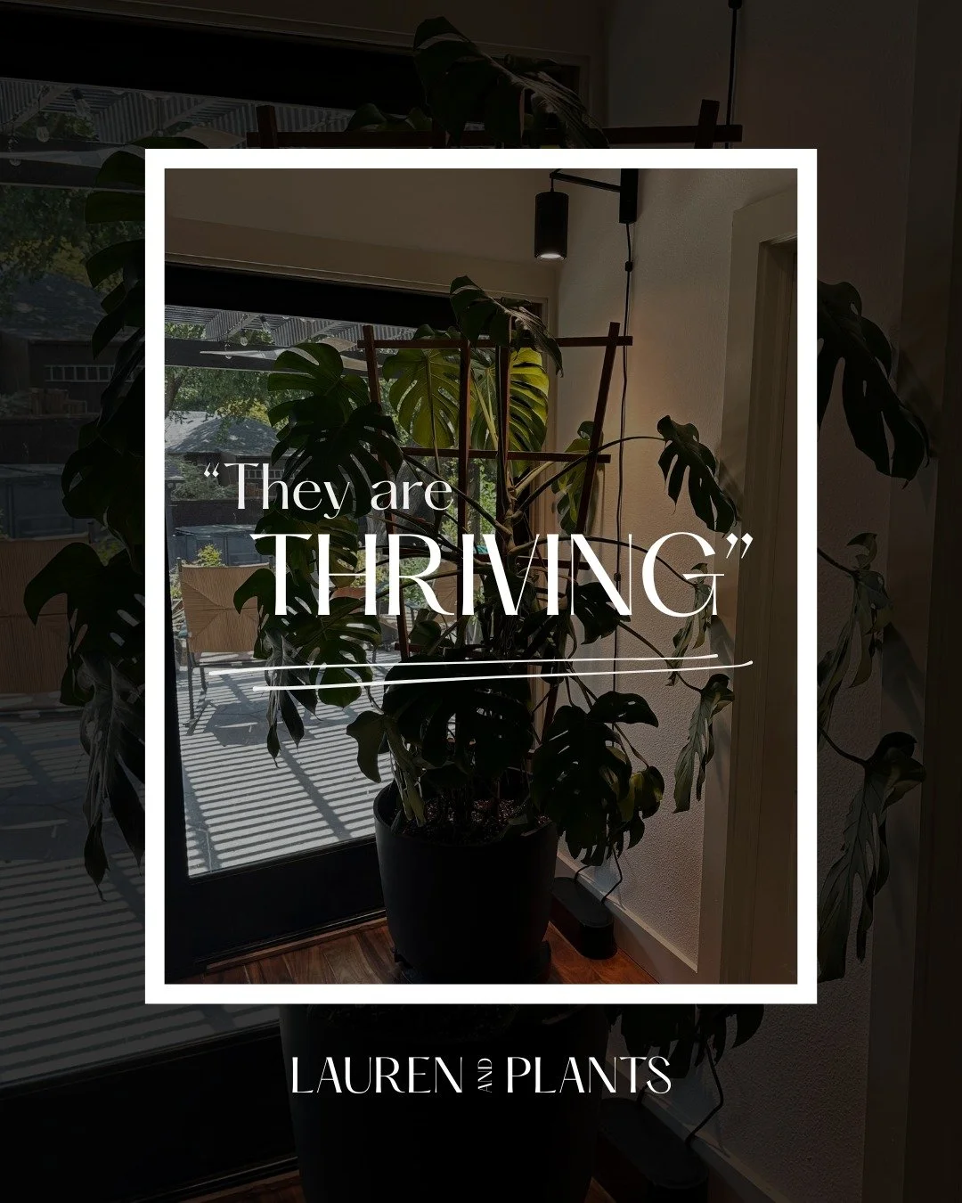 I'm so grateful for clients who trust me with their spaces, their plants, and all of the little questions along the way. I'm even more grateful when those client relationships turn into genuine friendships! 

Google reviews mean more than you know to