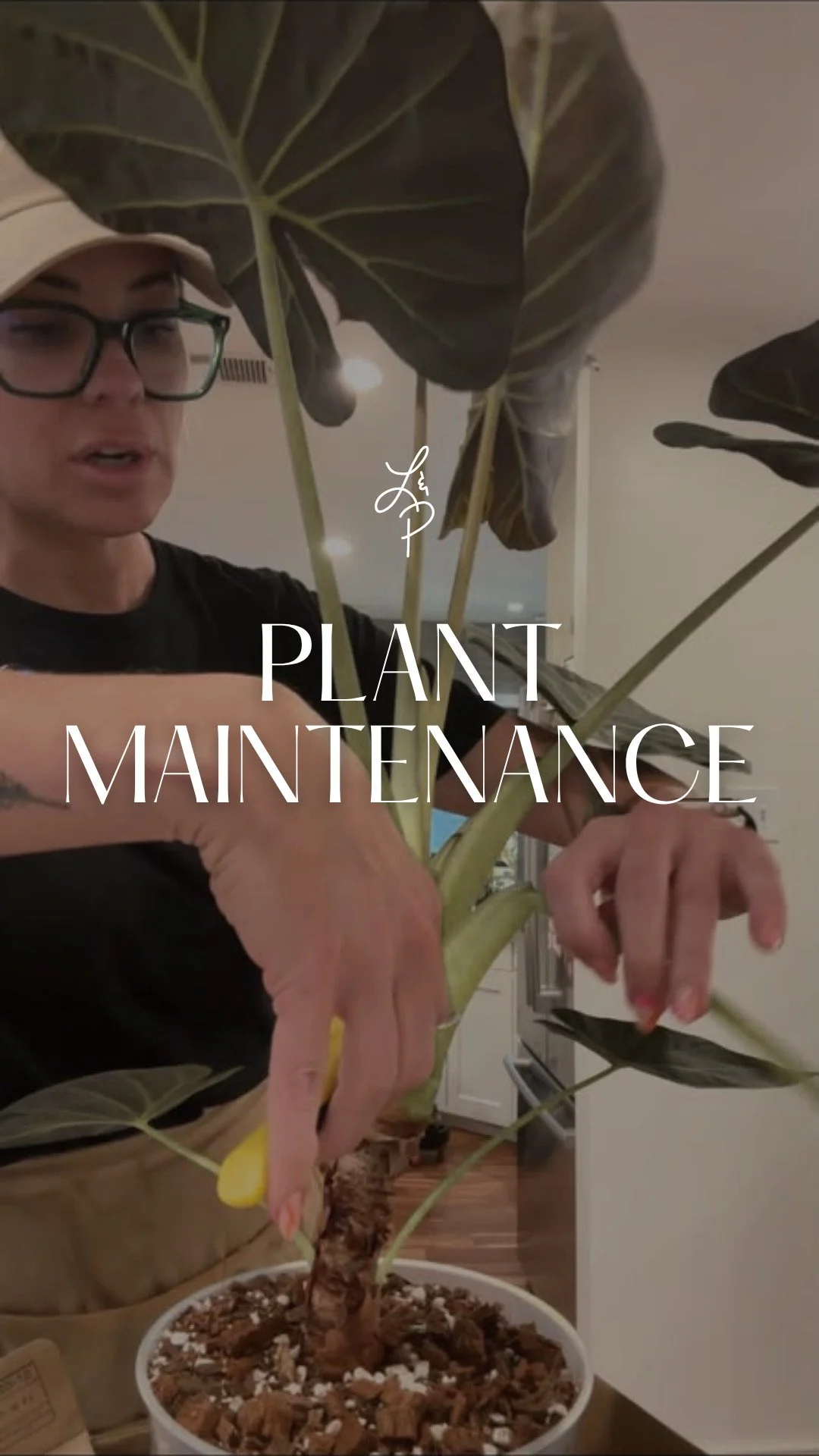Professional Plant Maintenance in Fort Worth 
