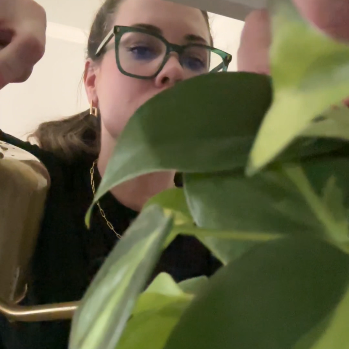 How Often Do Indoor Plants Need Professional Maintenance?