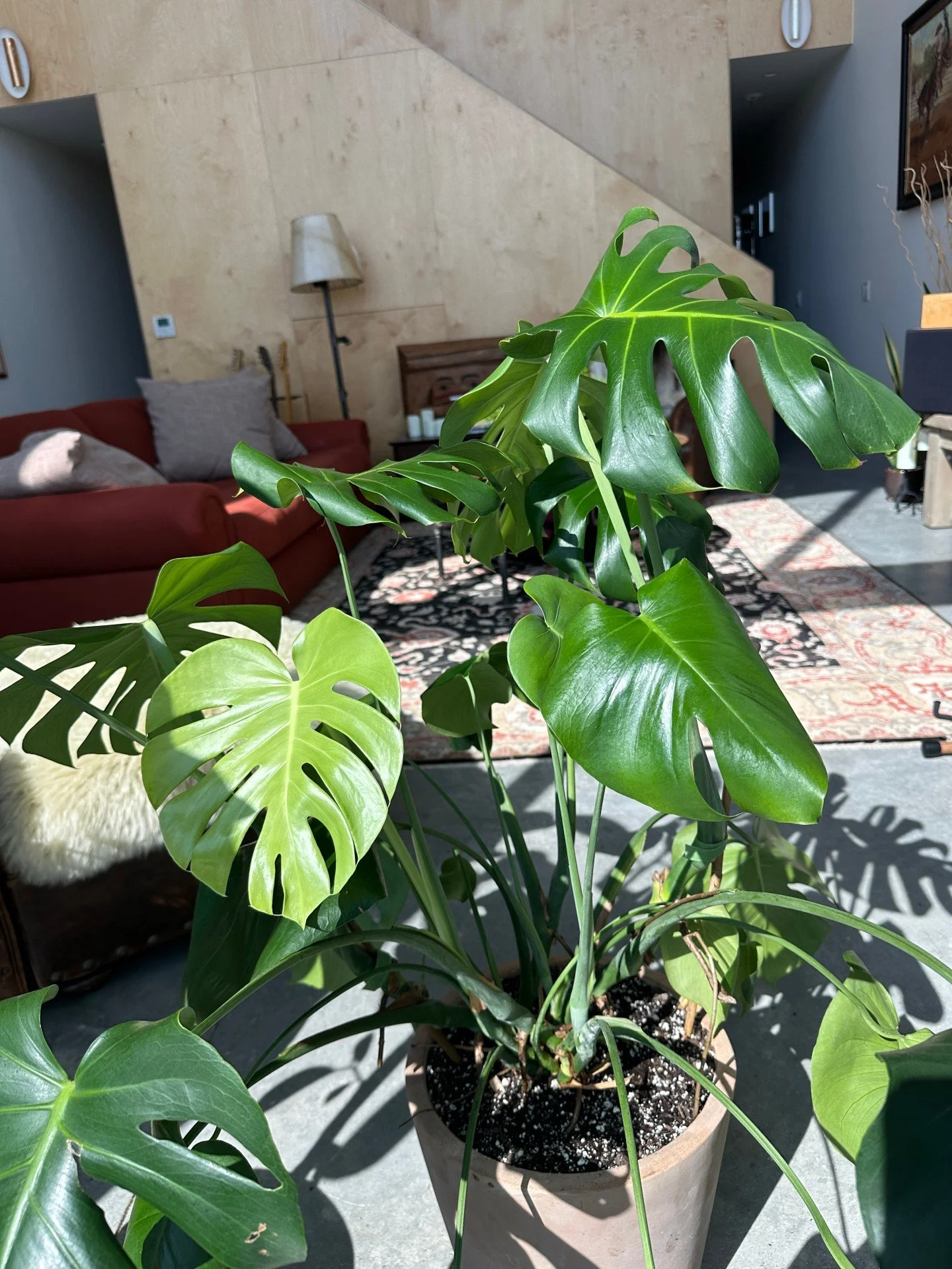 Plants as part of the home. 🌿

A few favorites from a recent plant sitting visit. I&rsquo;ll never get tired of seeing how much life, texture and warmth plants bring into a space.

#FortWorthPlants #DFWPlants #InteriorPlants #PlantStyling #Biophilic