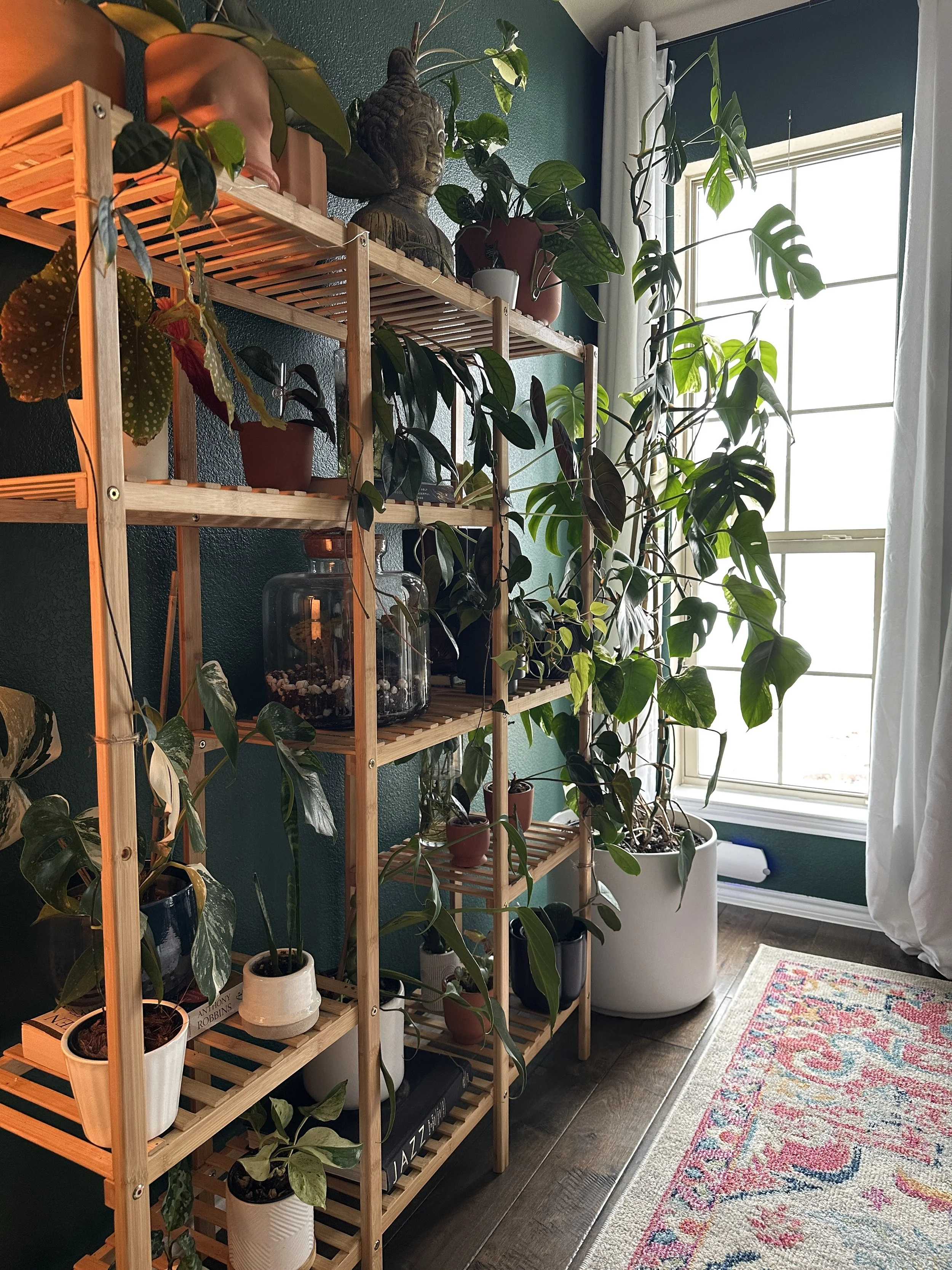 Cozy interior space styled with indoor plants to bring warmth and balance to a Fort Worth home.