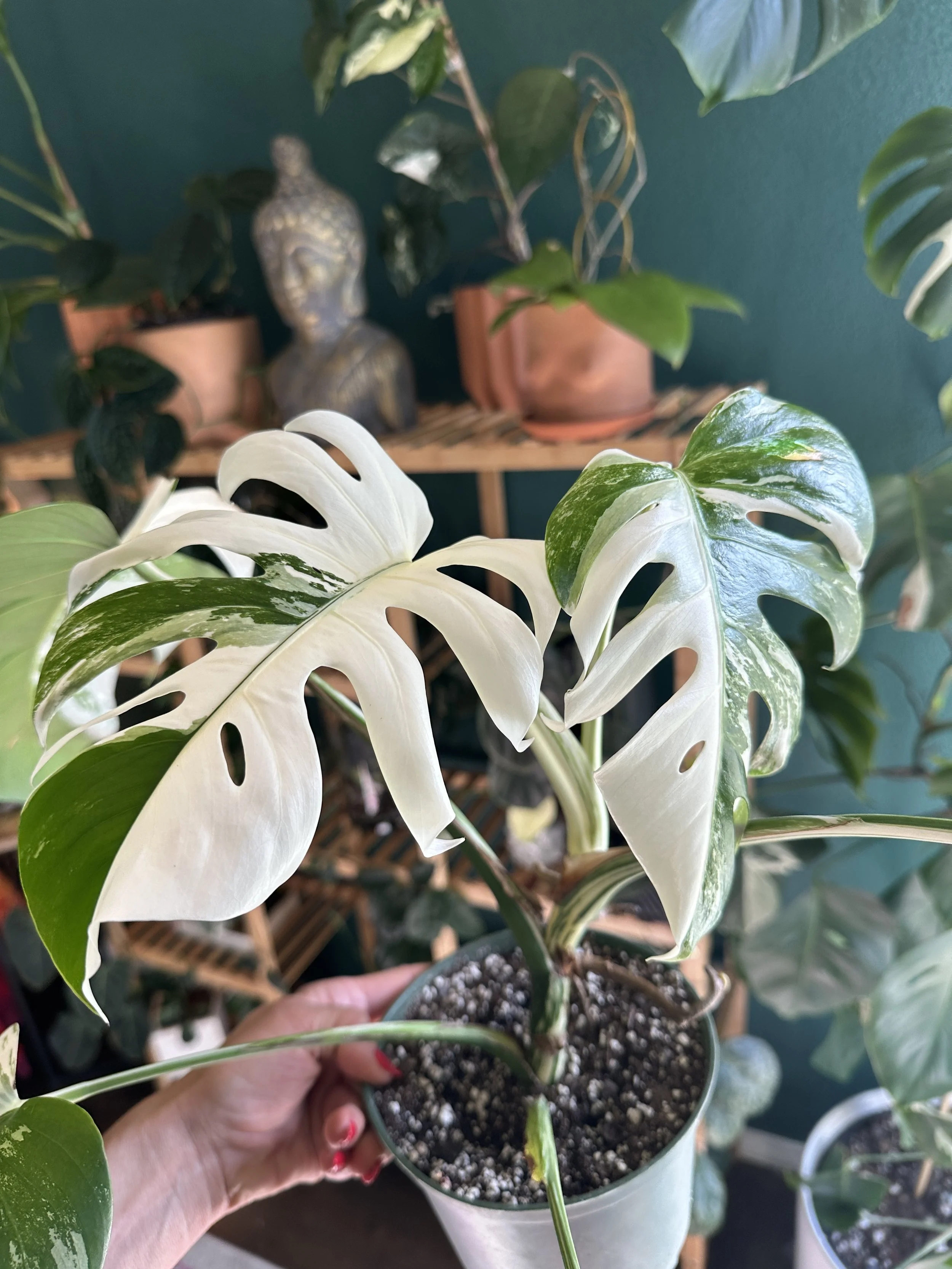 styled indoor plant arrangement with monstera albo in a curated plant space