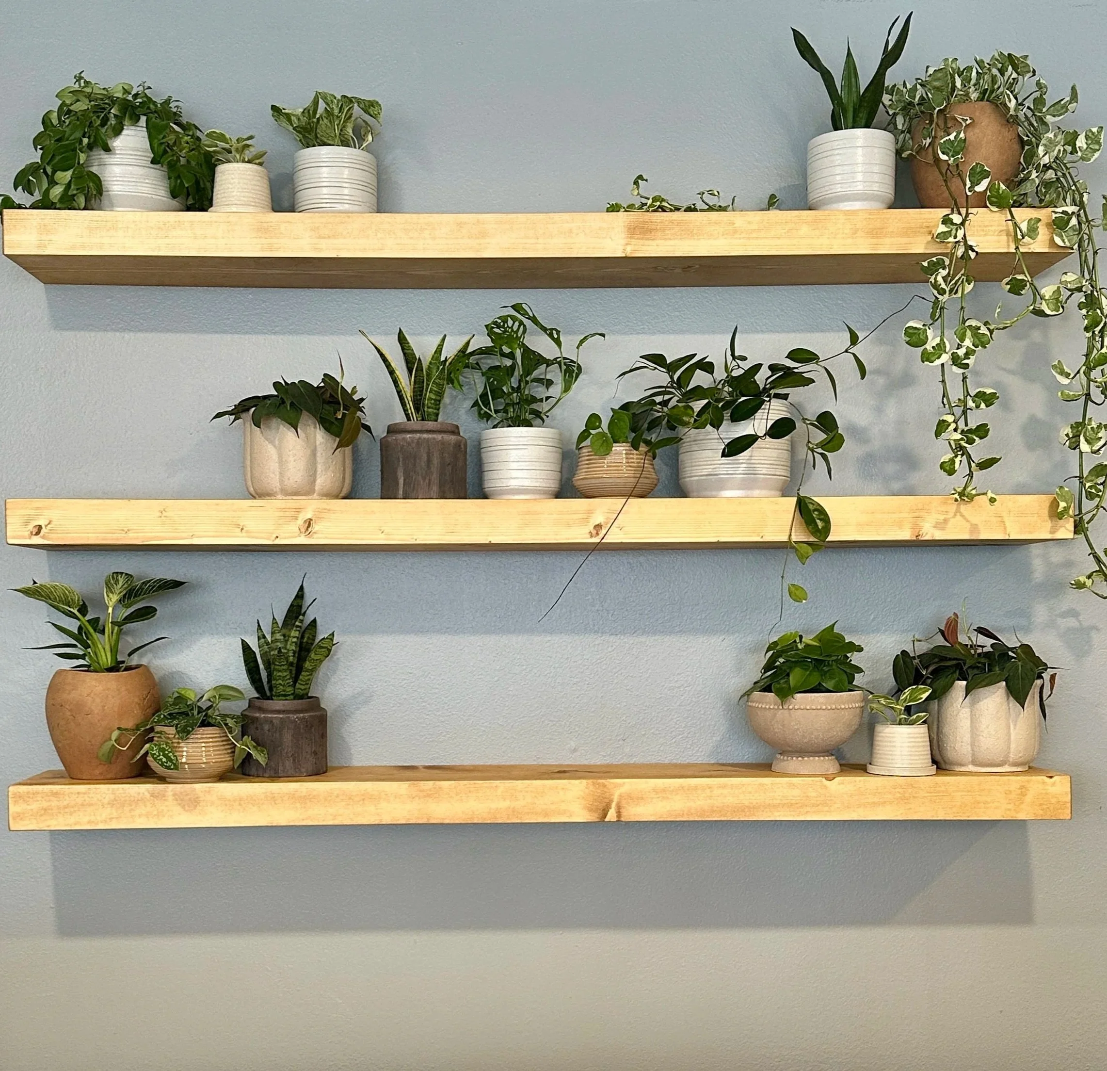 Commercial interior plant design by Lauren and Plants in a Fort Worth restaurant featuring intentional shelf styling and curated greenery.