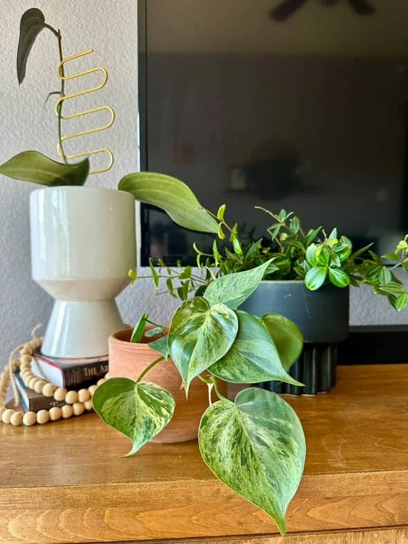 Small indoor plants styled on a tabletop as decorative accents for plant staging and rental services