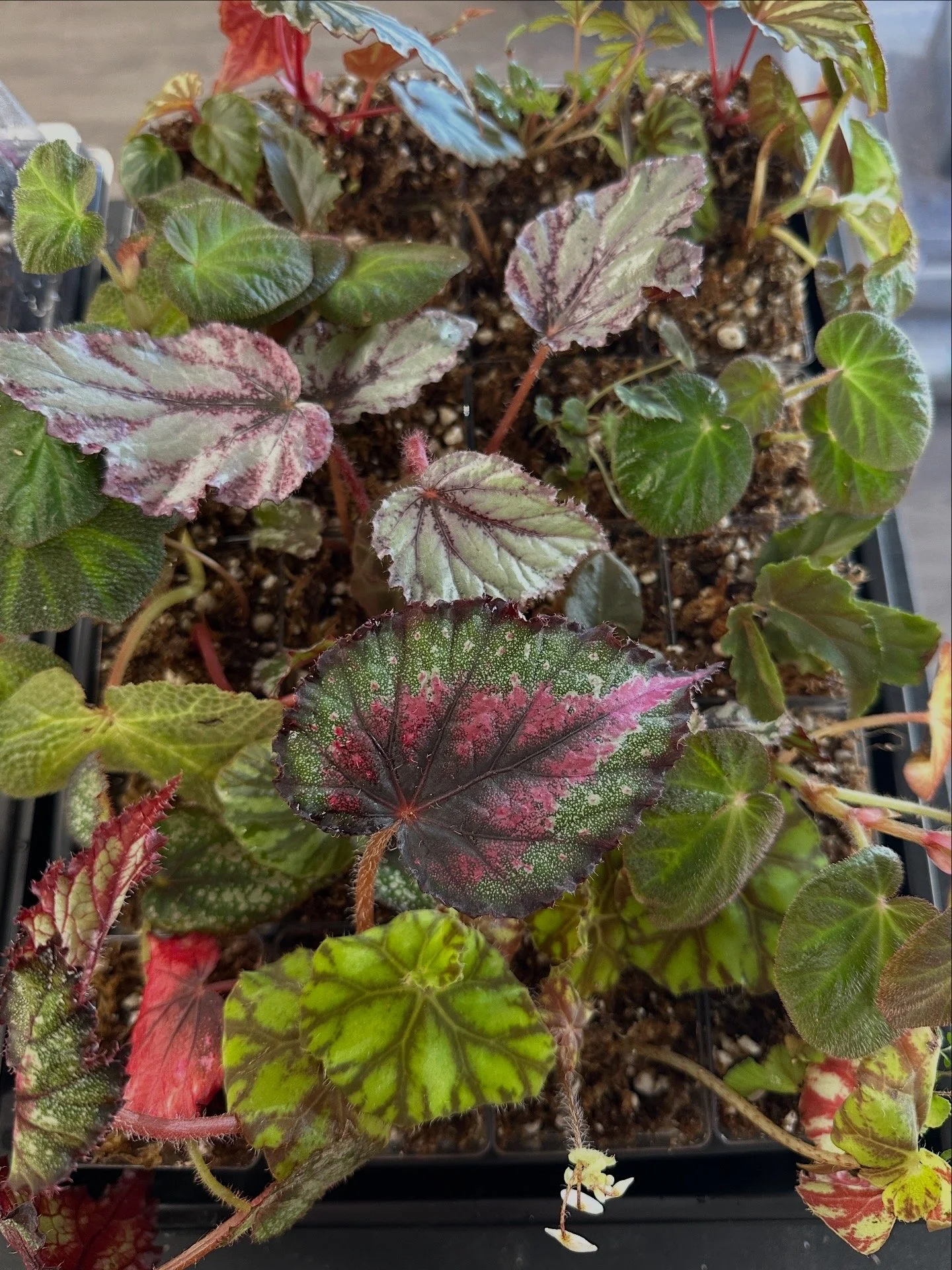 Begonia plants used in terrarium workshops known for thriving in humid closed environments
