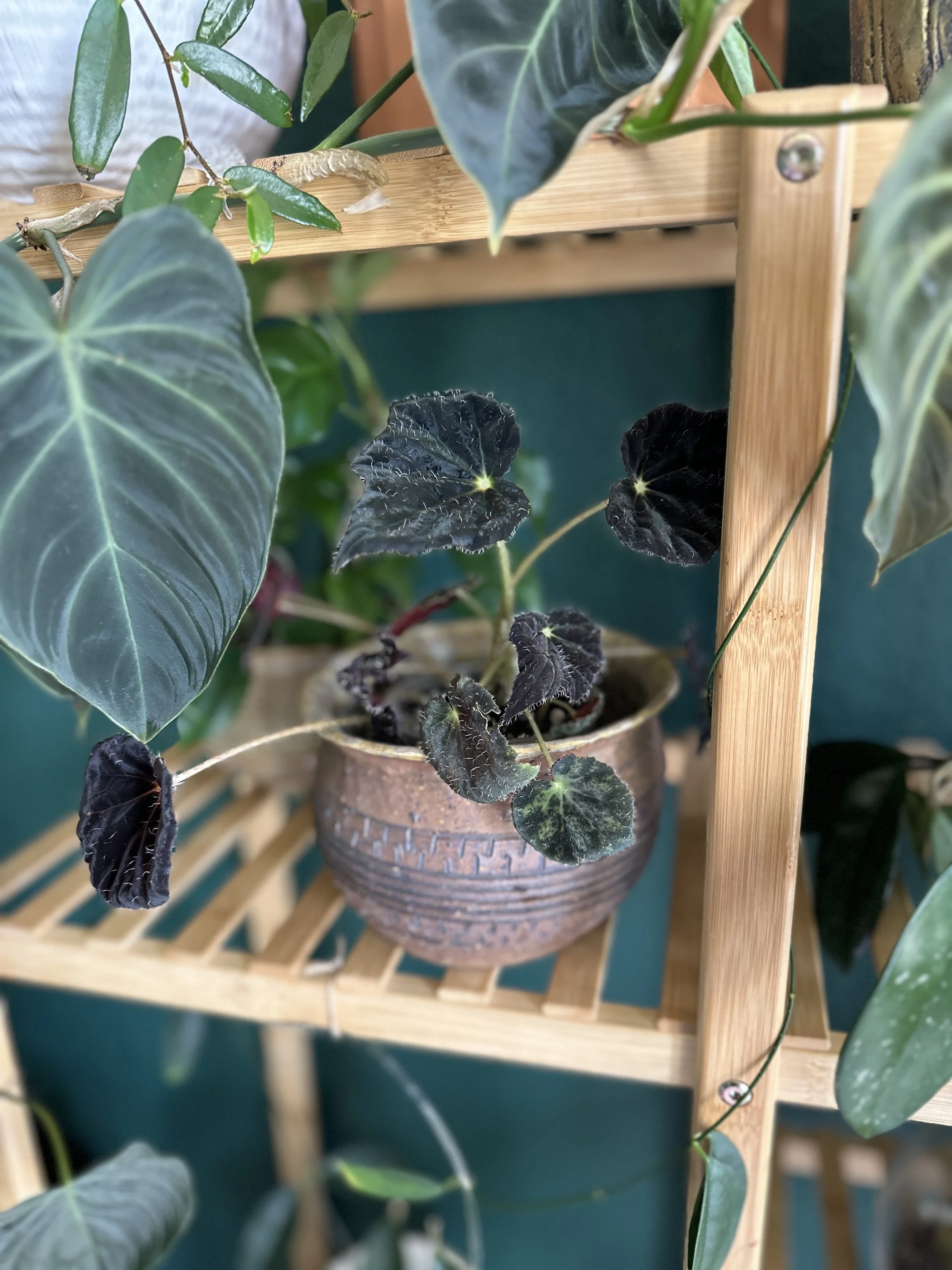 Philodendron Splinded and Begonia 'Night Eyes' sourced by Lauren and Plants in Fort Worth home