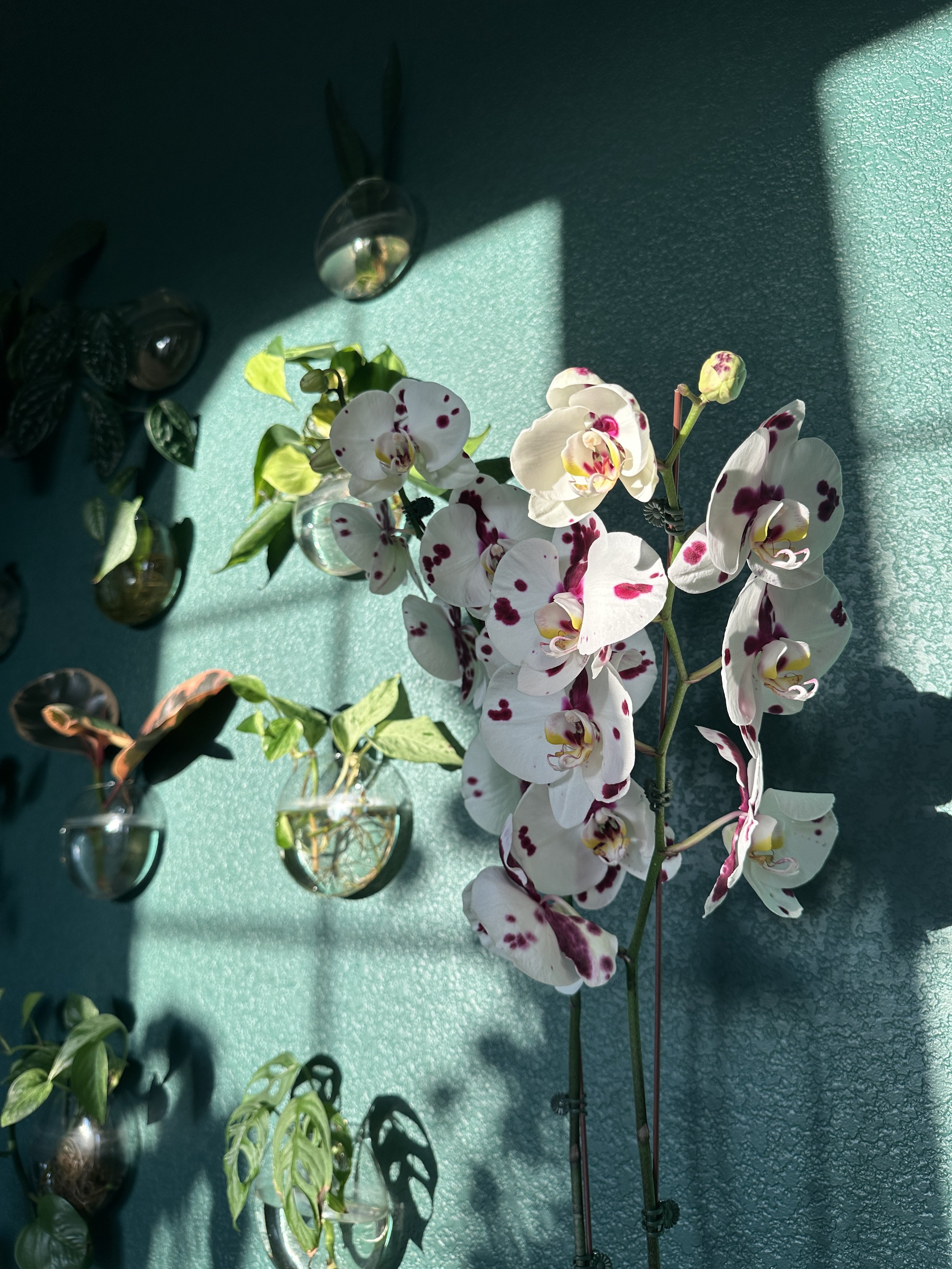 Sunlit orchid and trailing houseplants displayed against a deep green wall, illustrating the calming emotional impact of plants and biophilic interior design on mental well-being.