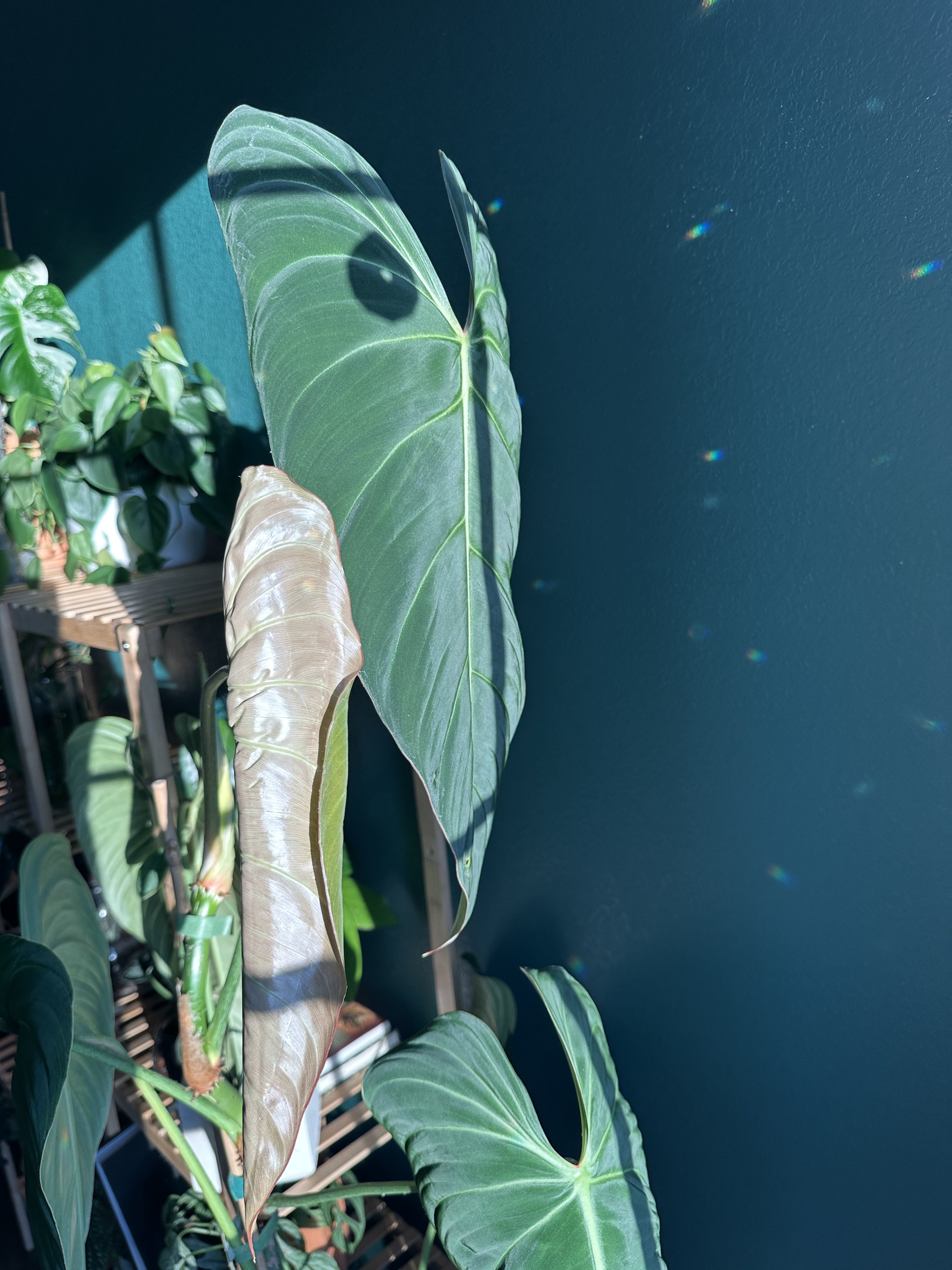 Large tropical houseplant illuminated by natural sunlight against a deep green wall, representing the restorative and calming emotional impact of intentional biophilic interior design.