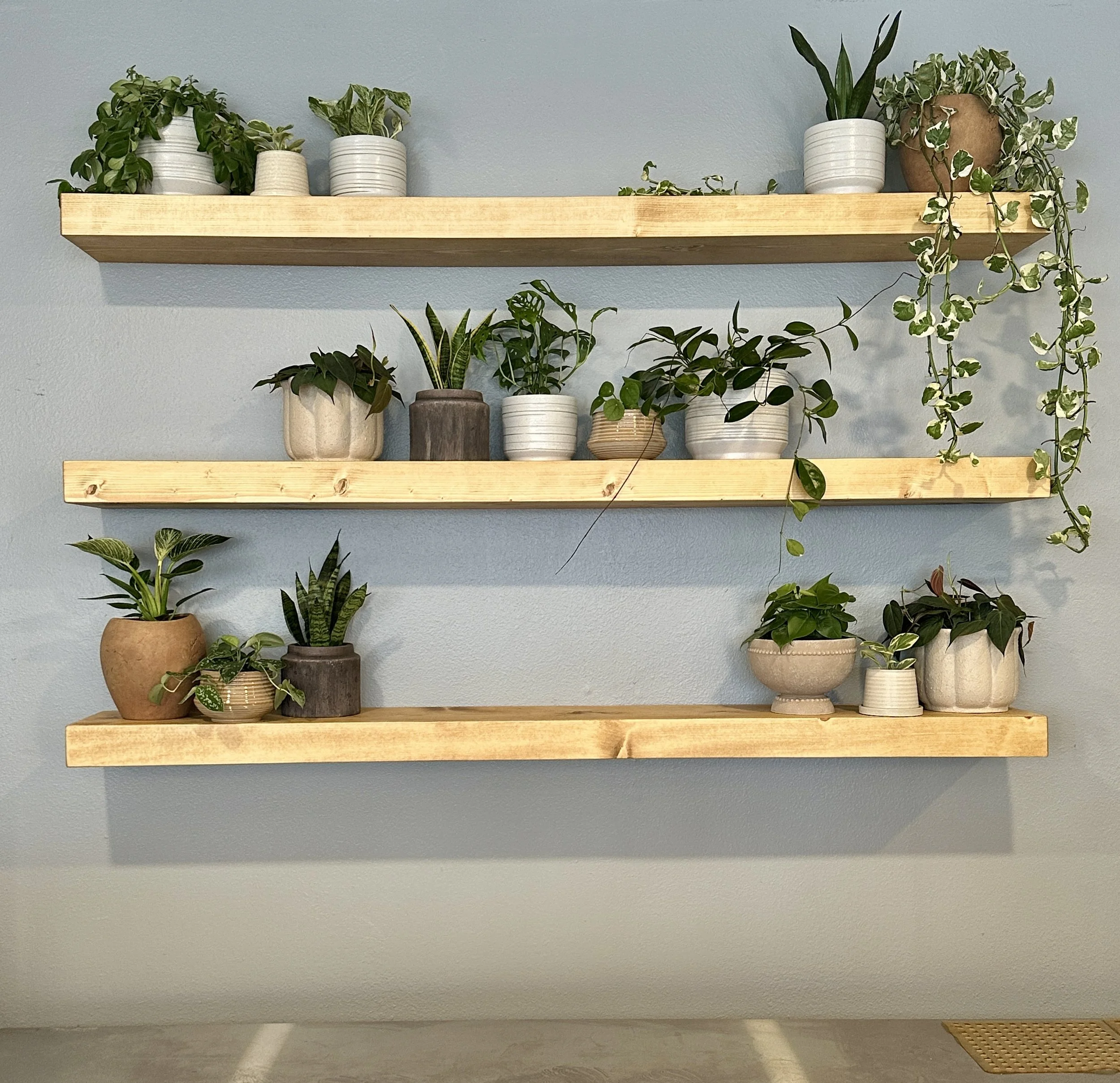 Ongoing plant maintenance services in Fort Worth featuring healthy, styled houseplants arranged on floating shelves in a commercial interior space.