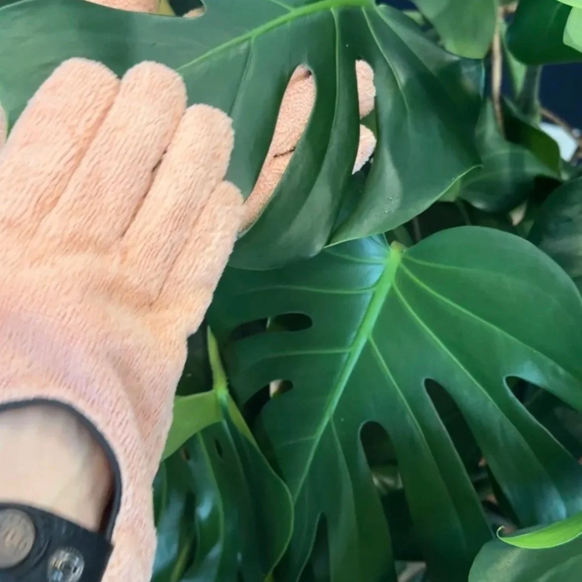 Gloved hand cleaning the leaves of a healthy Monstera during professional plant maintenance