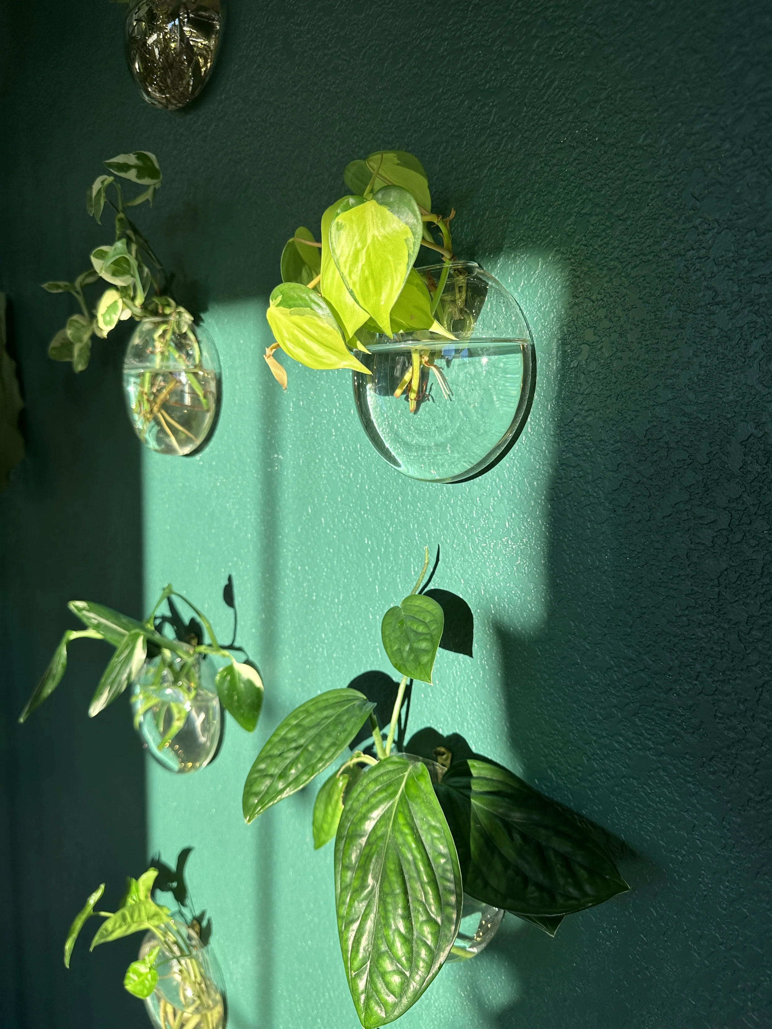 Wall-mounted plant propagation vessels styled in natural light as part of an interior plant design