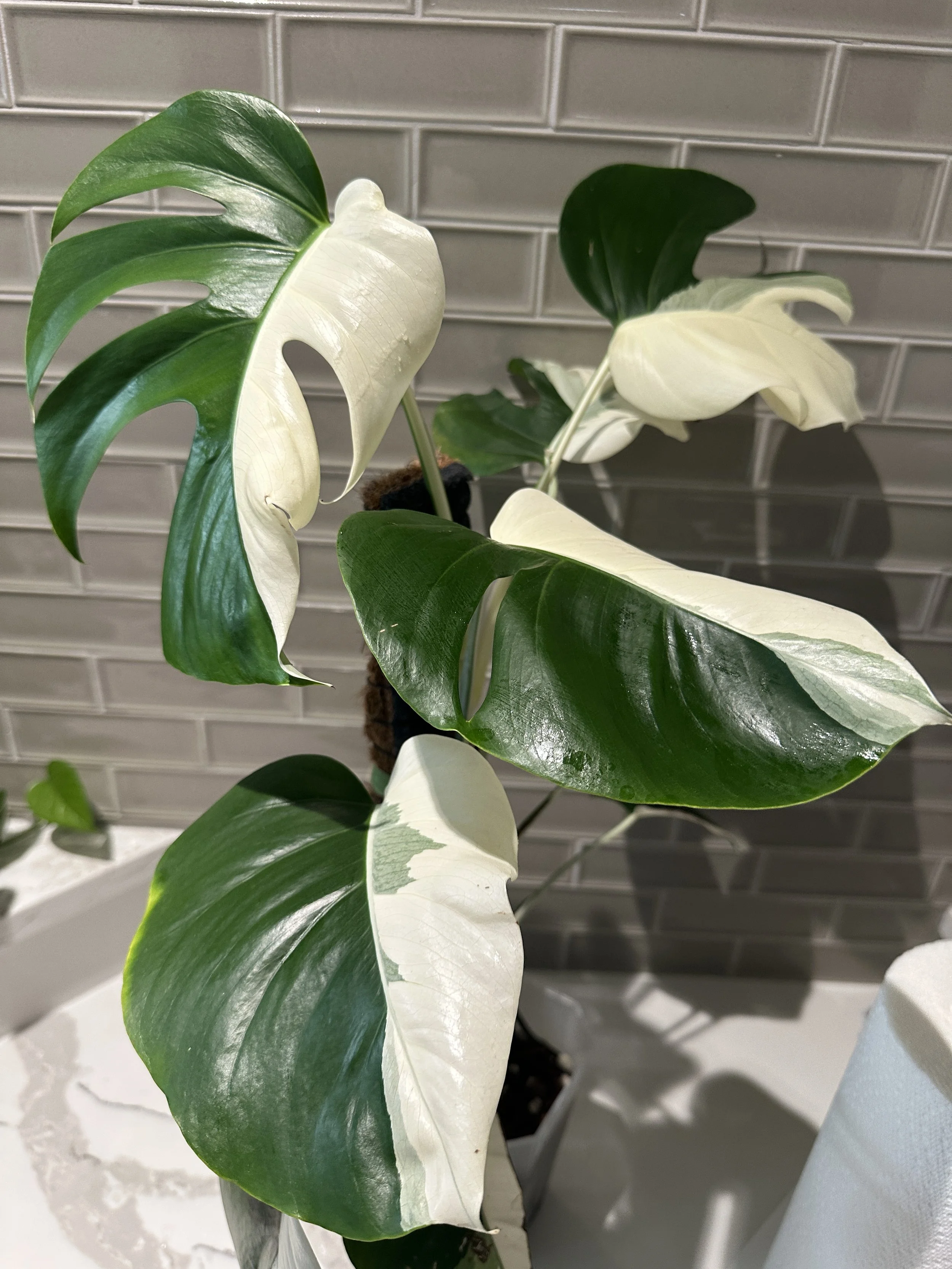 Close-up of a healthy variegated monstera leaf showing proper plant care and maintenance.