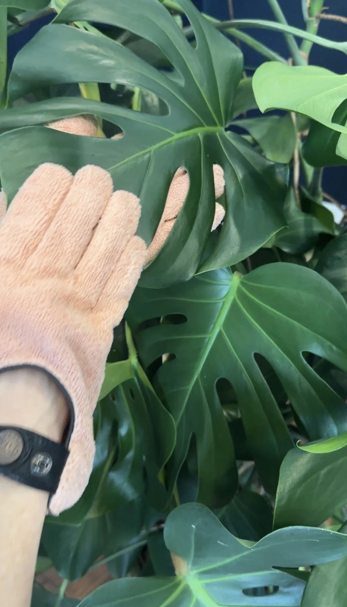 Professional indoor plant maintenance - monstera deliciosa