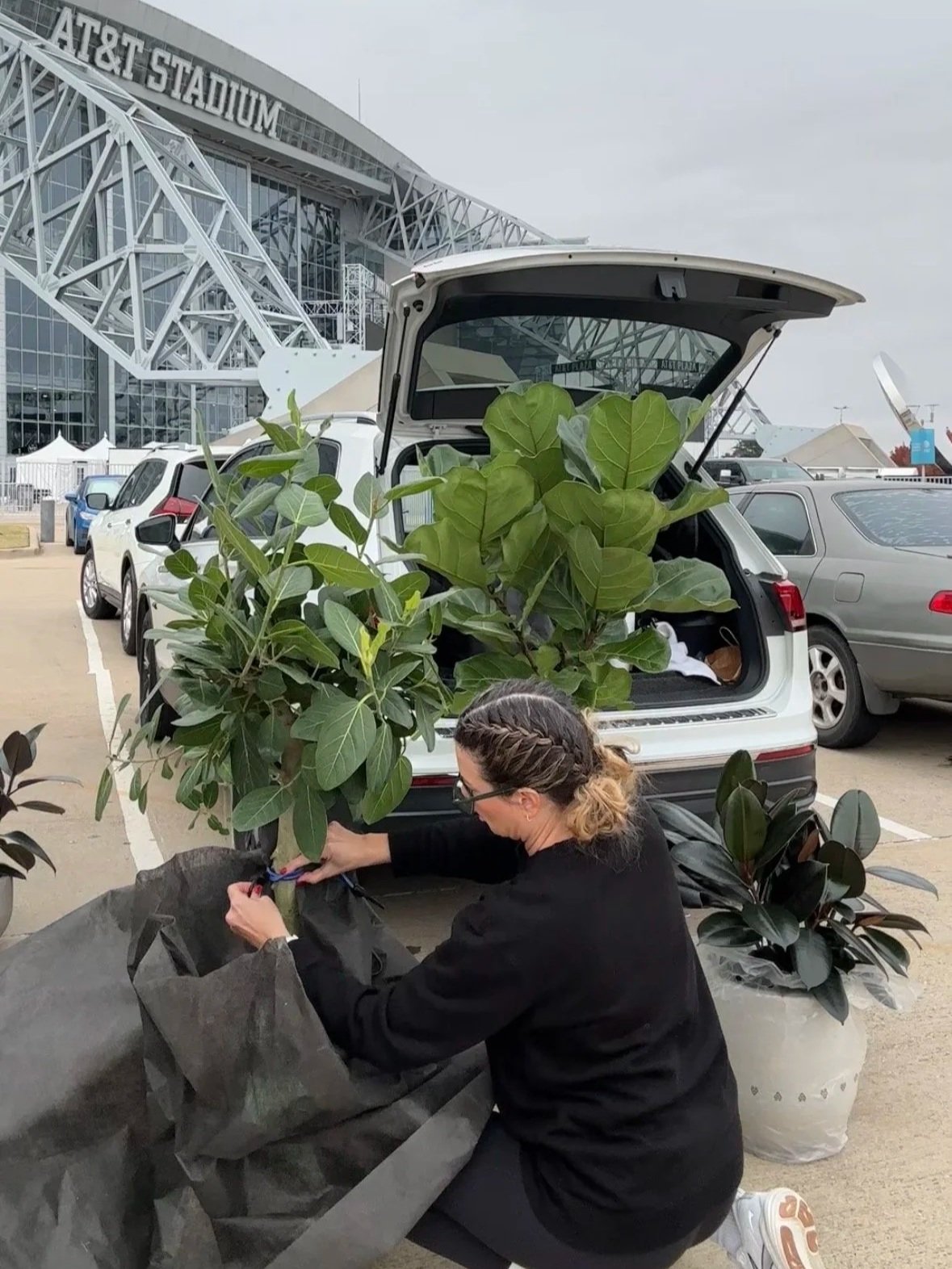 Lauren of Lauren and Plants preparing large indoor plants for a staging project outside AT and T Stadium in Arlington. This behind the scenes moment shows plant sourcing, prep, and delivery for a Dallas Fort Worth staging installation.