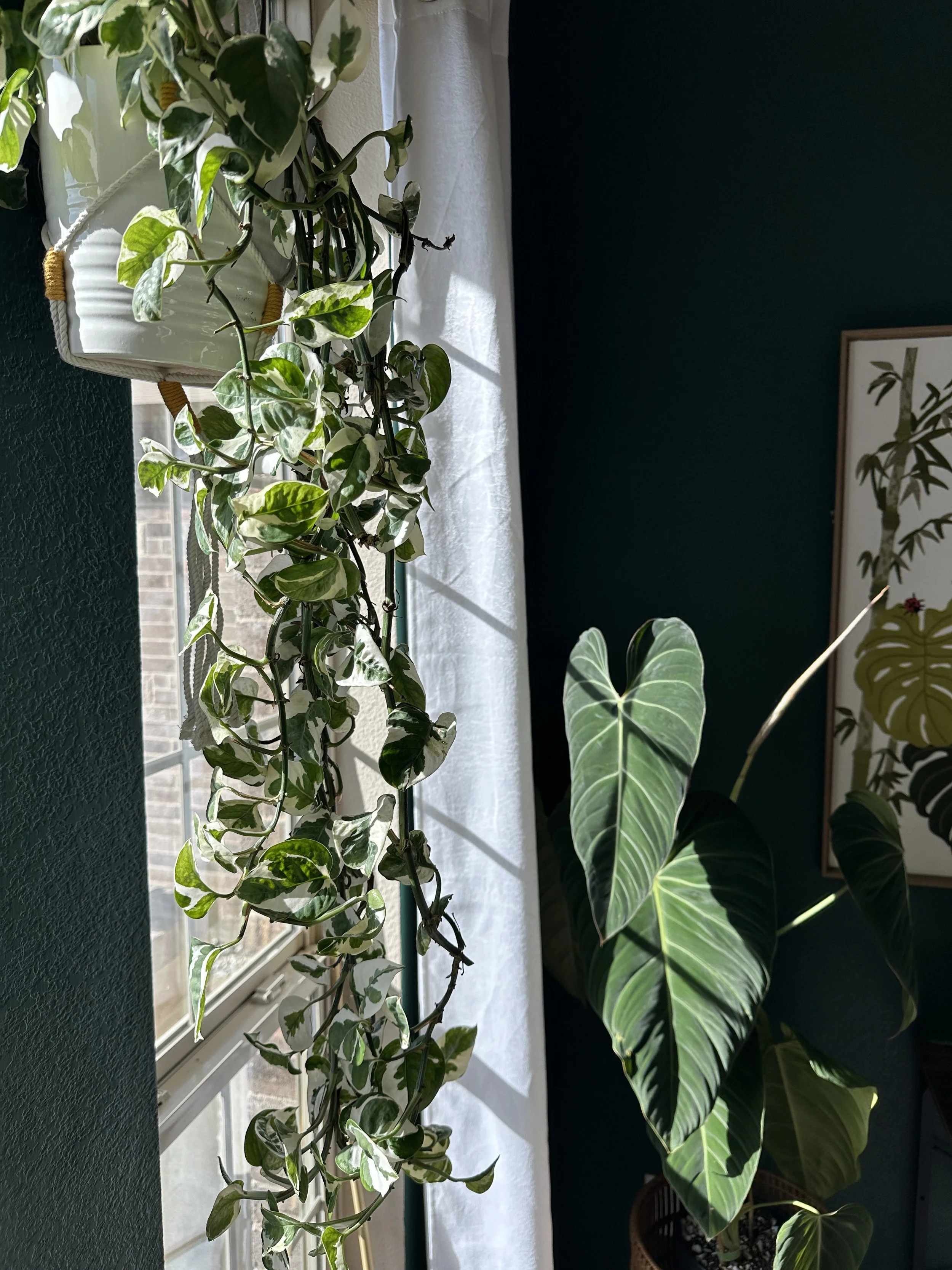 indoor plants thriving in bright indirect light near a window in a Fort Worth home