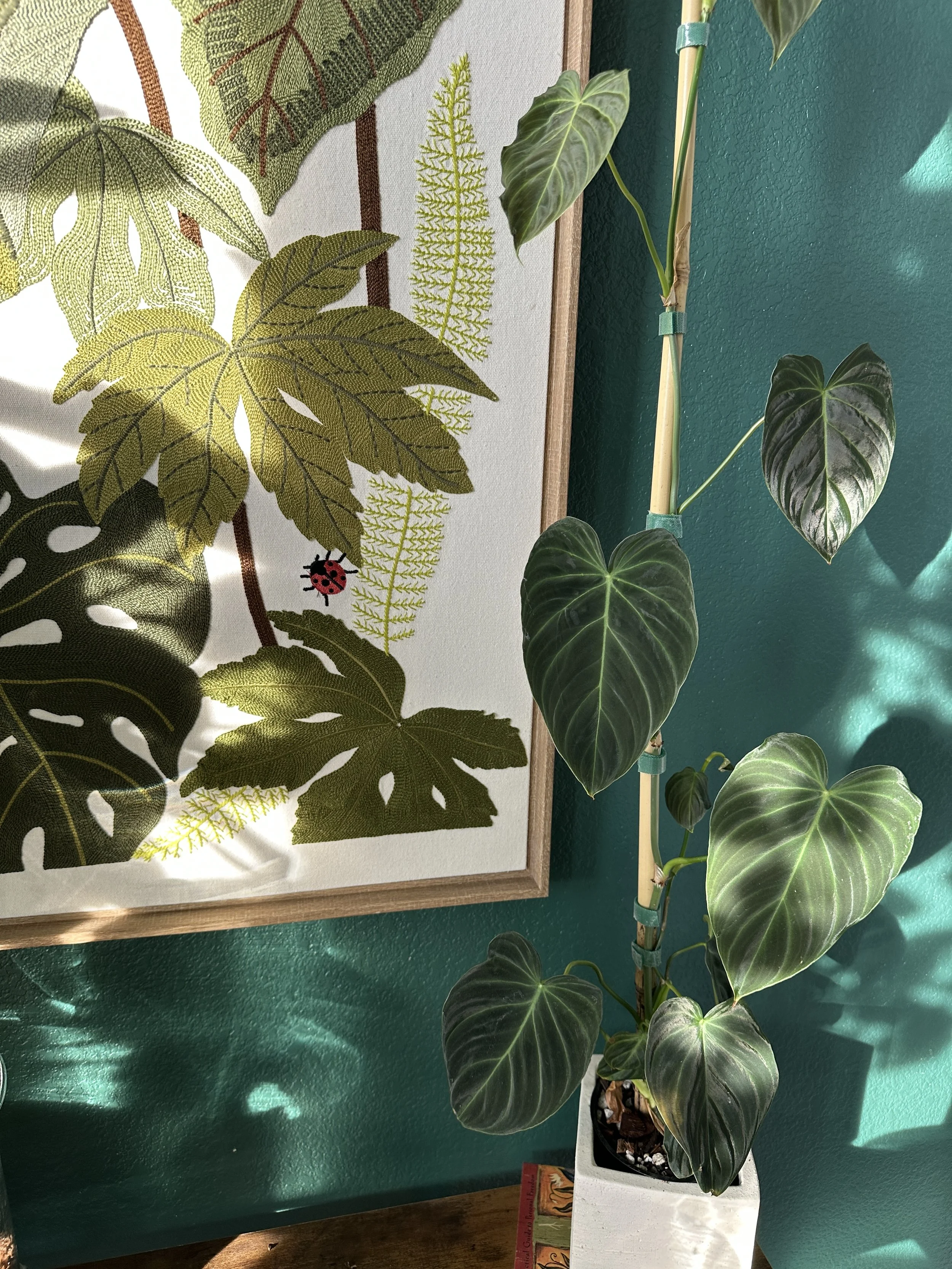 Detailed indoor plant styling and care by Lauren and Plants in DFW