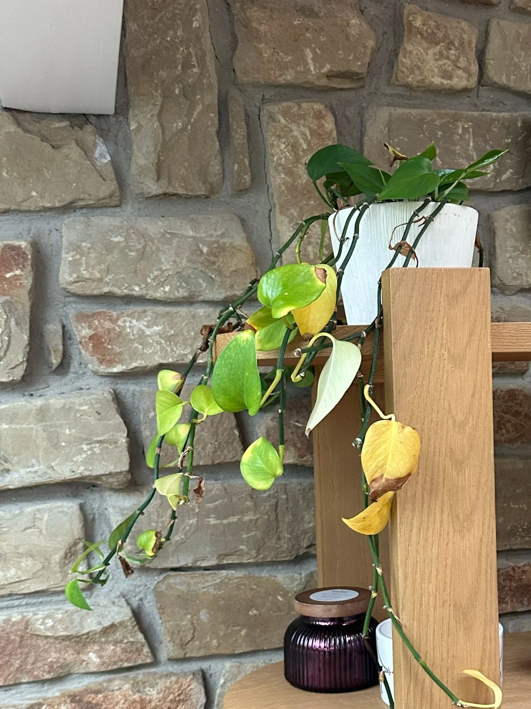 Indoor plant with yellowing leaves struggling due to improper lighting and care