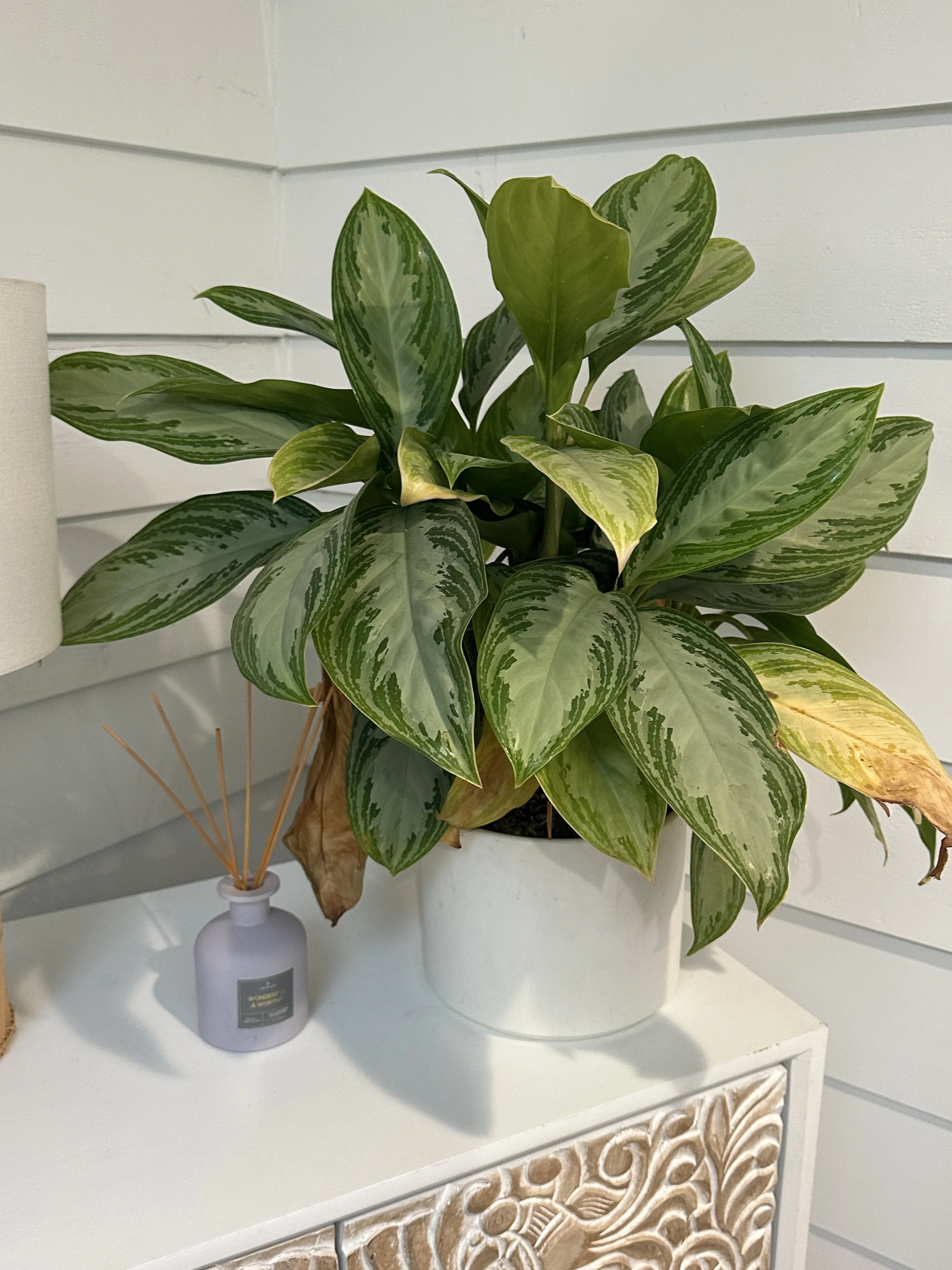 Struggling indoor plant showing early signs of stress, common issues in indoor plant care such as improper watering or lighting