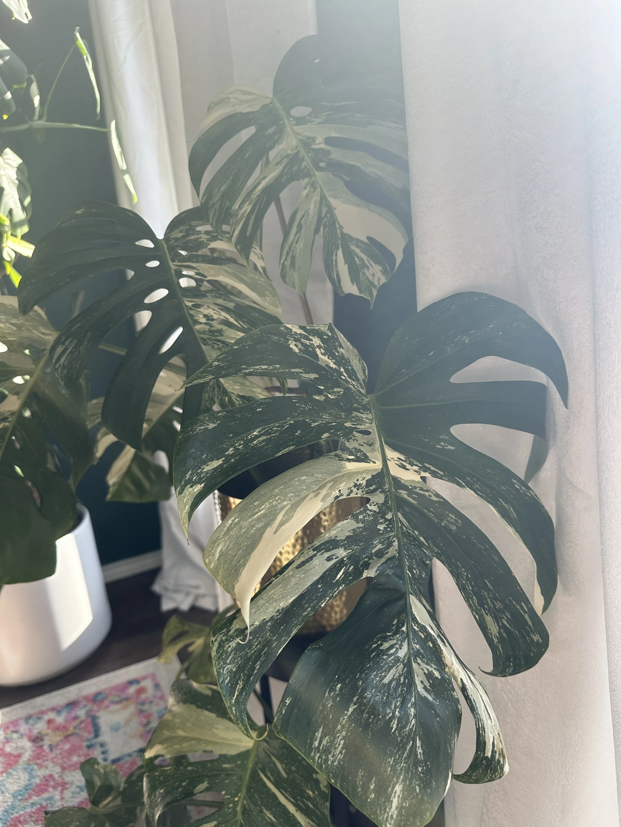 luxury indoor plant design in Fort Worth featuring variegated monstera with natural light