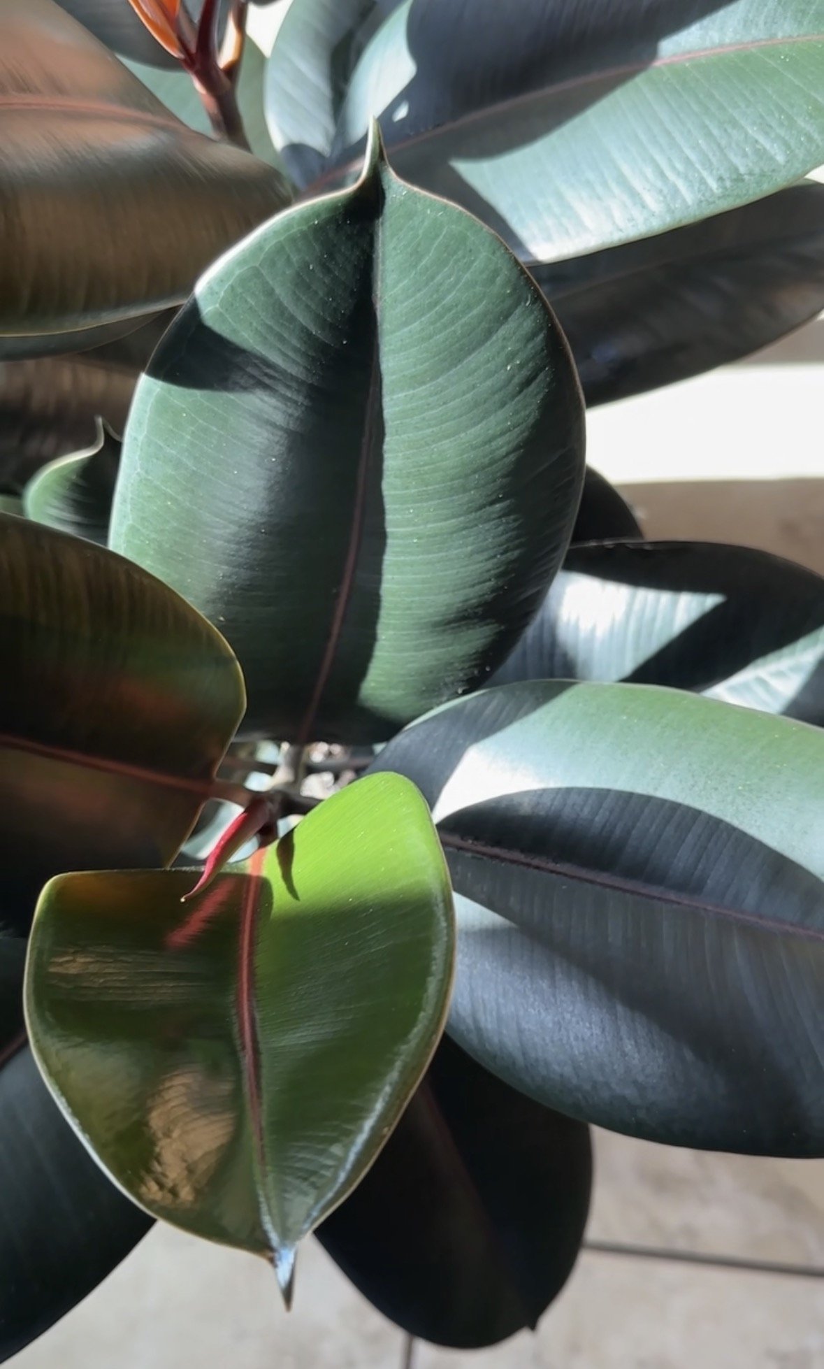 Ficus Elastica with freshly cleaned leaves, sourced by Lauren and Plants in DFW