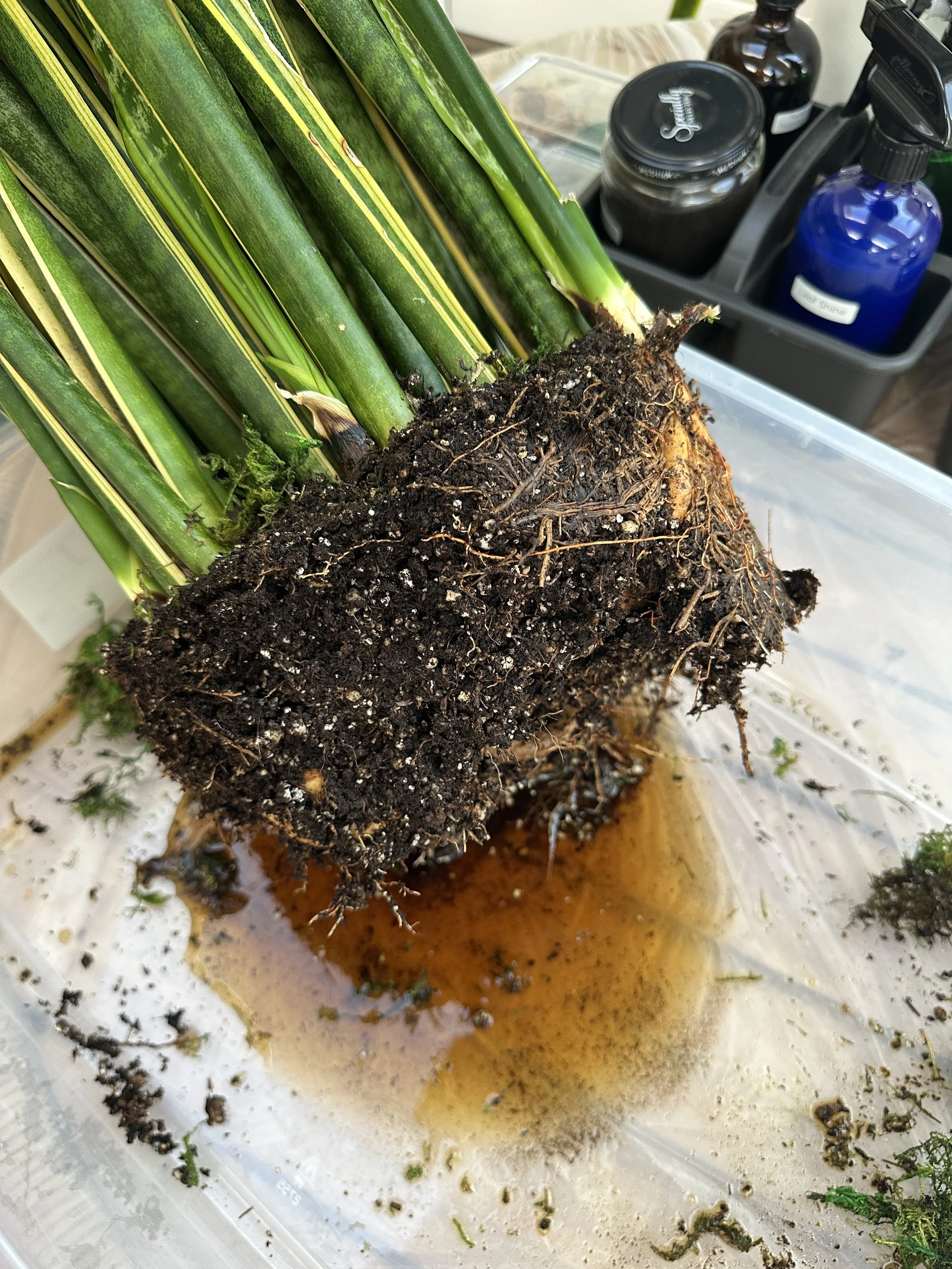 Close up of root rot in indoor plants caused by overwatering and poor drainage, a common issue in plant care