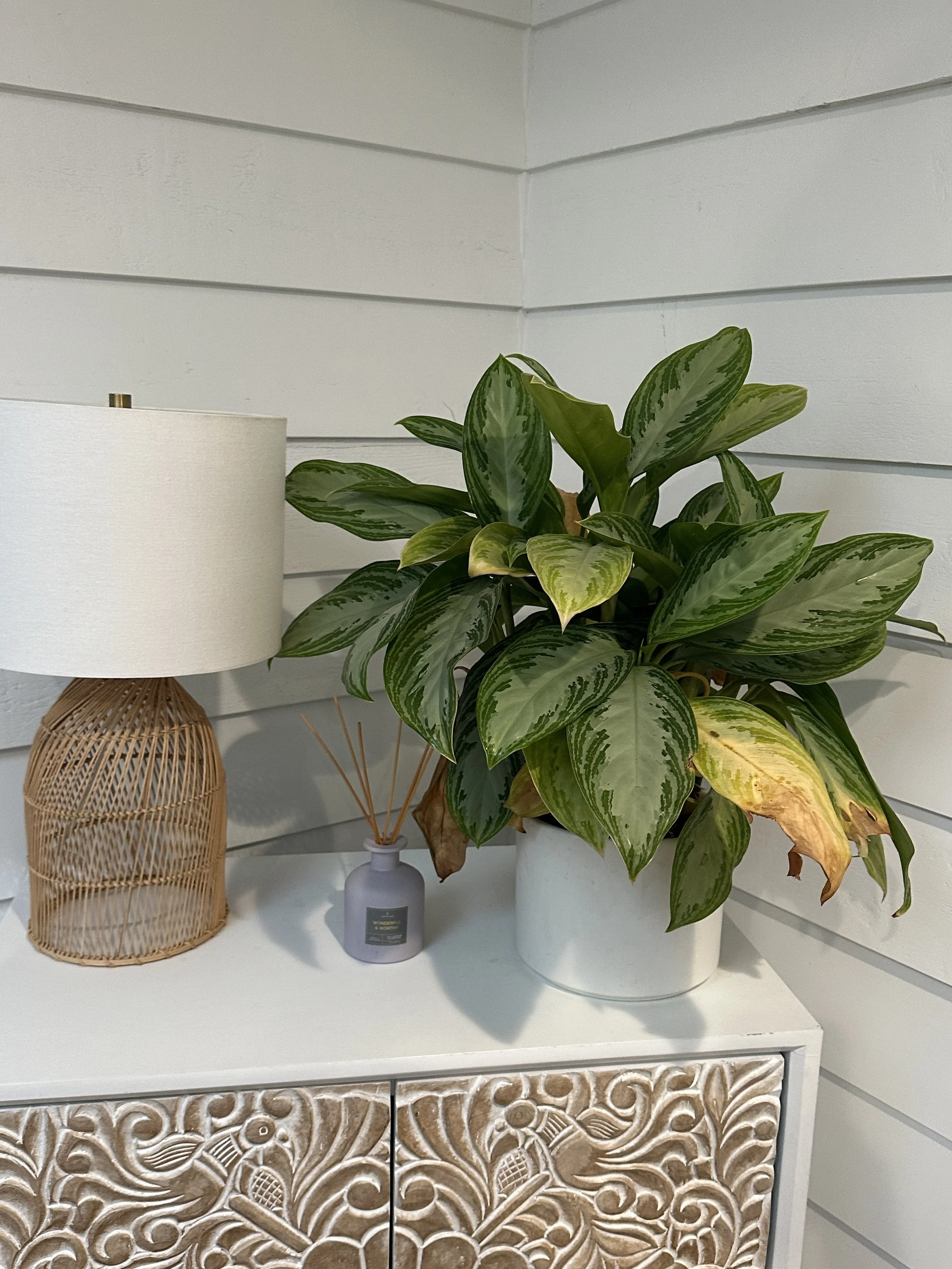 Indoor houseplant showing yellow leaves, a common symptom of watering issues.