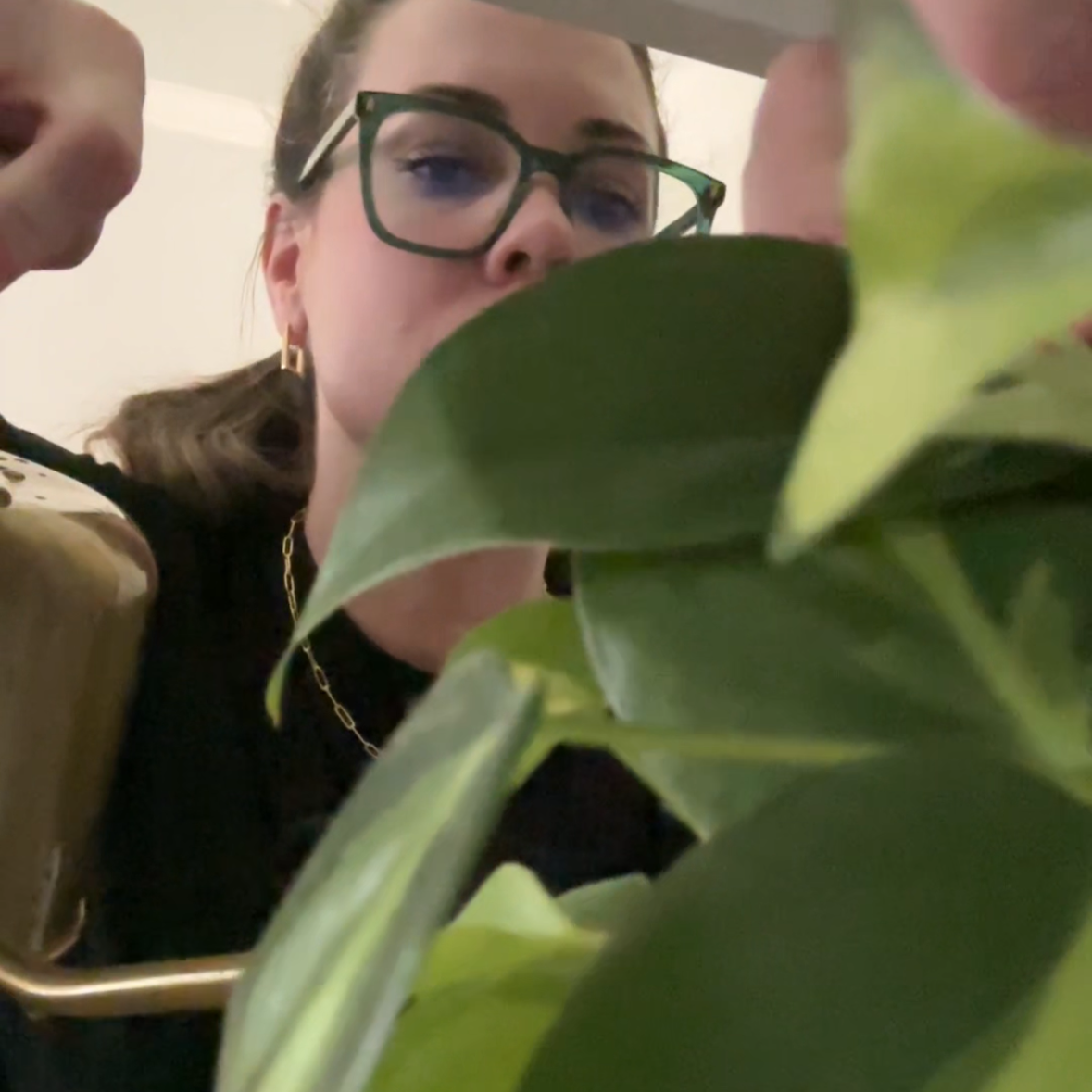Lauren and Plants providing professional plant maintenance and watering an indoor plant in a Fort Worth home.