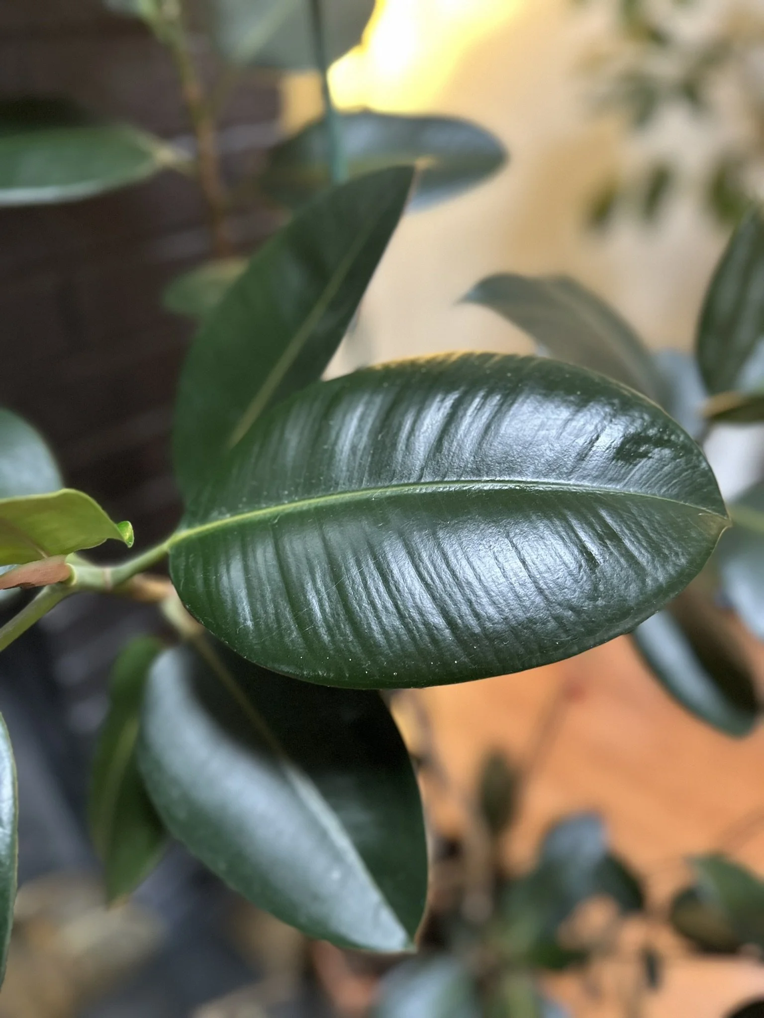 Close-up of a healthy rubber plant leaf after professional leaf cleaning as part of ongoing plant maintenance care.