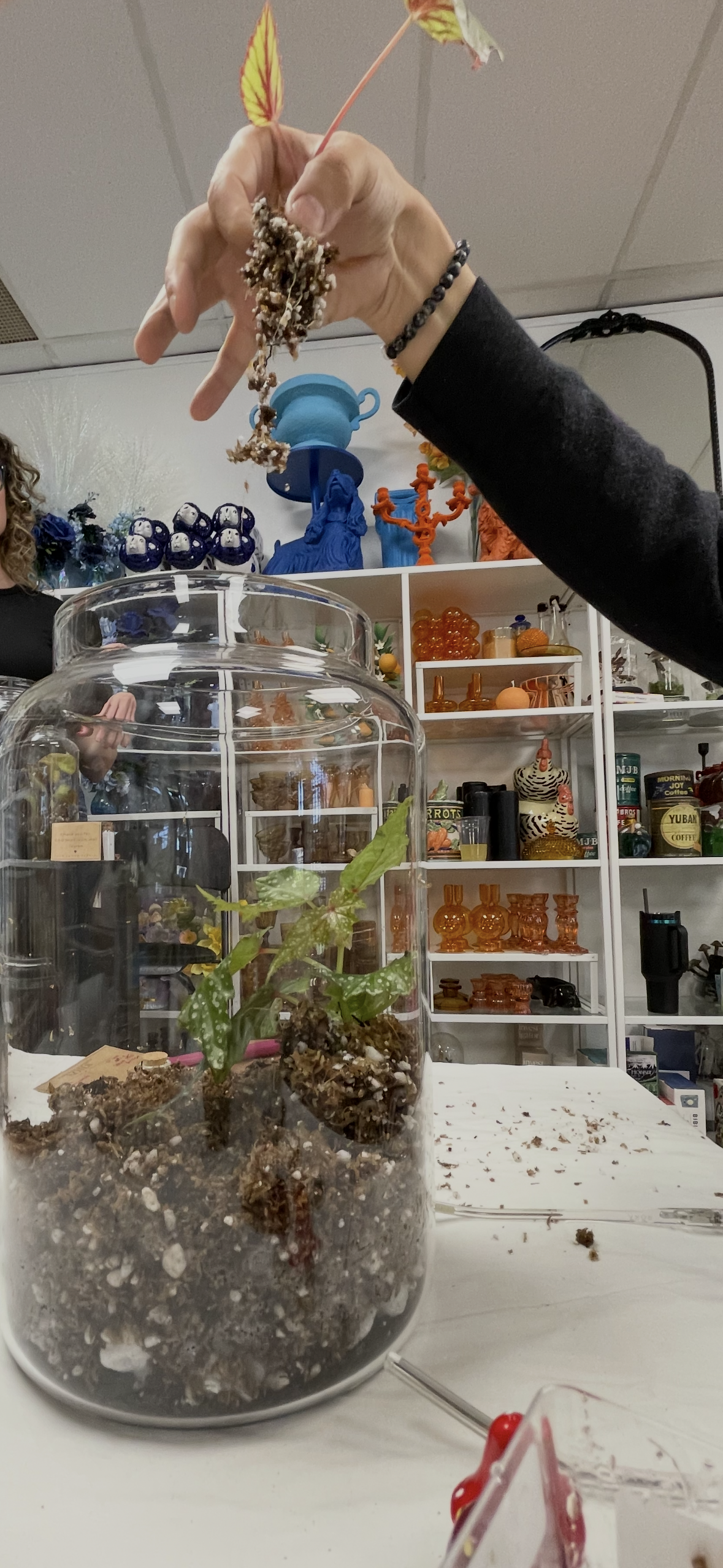 A person is holding a small plant with roots and leaves above a glass terrarium, with soil and plants inside. The background shows shelves with decorative objects and shelves filled with various glassware.