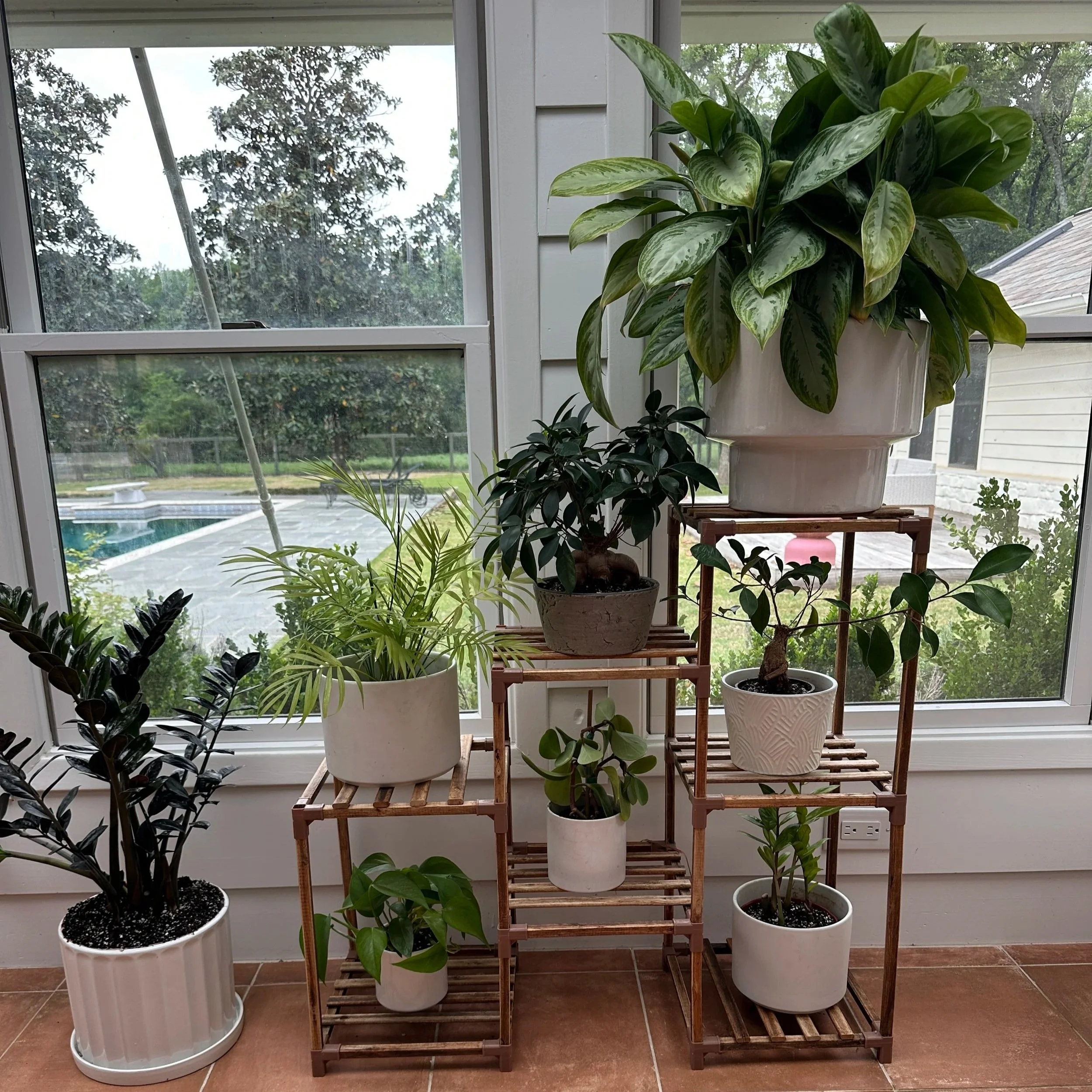 Indoor plant arrangement near window showing intentional plant placement and lighting
