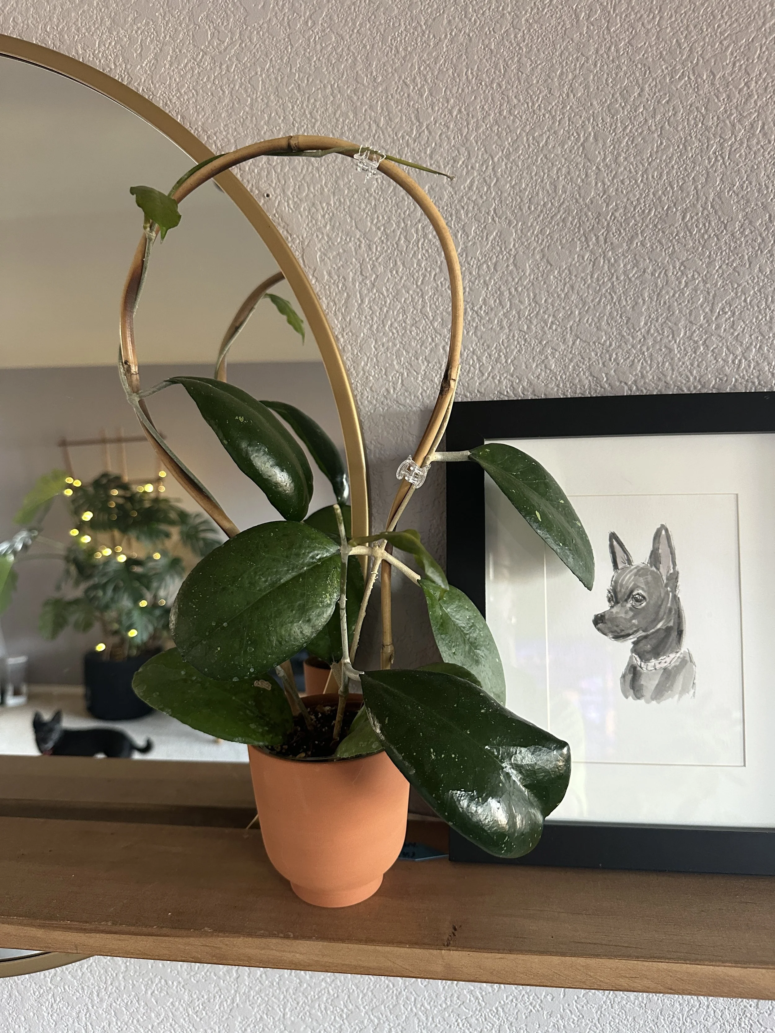 cozy indoor plant styling with hoya plant and decorative shelf in a home setting