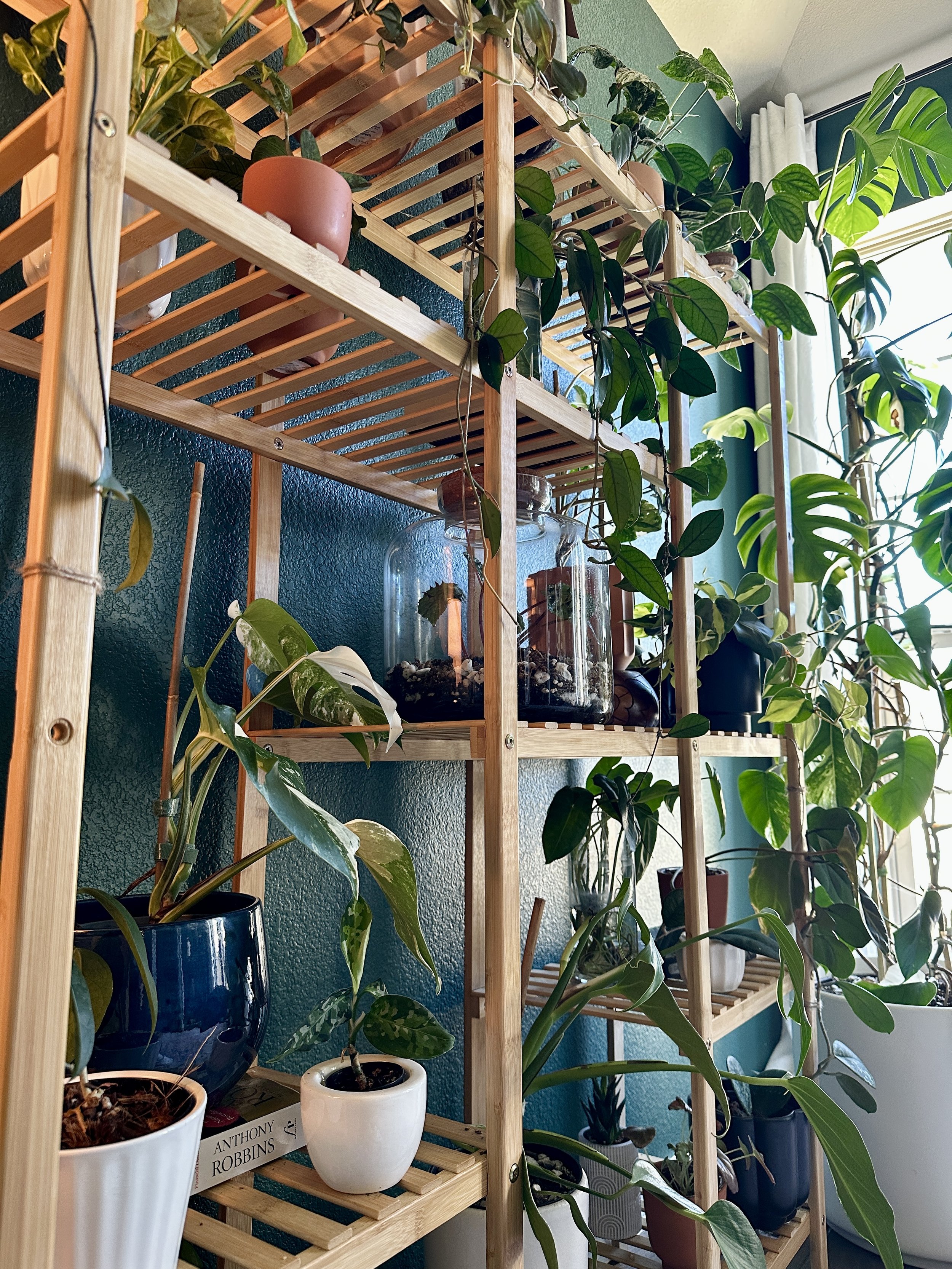 Organized indoor plant shelf featuring a variety of houseplants maintained for long-term health and growth.