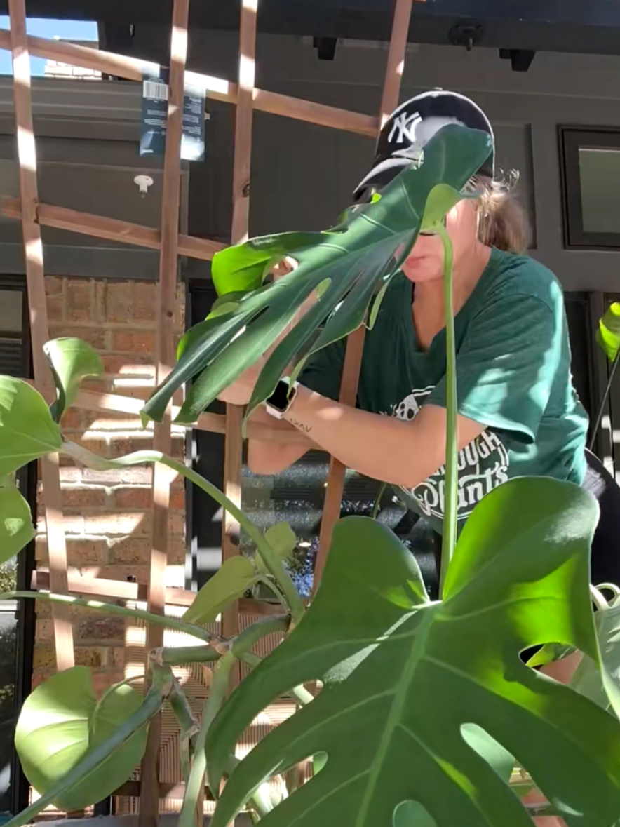 Hands-on plant maintenance showing a plant professional inspecting and caring for a Monstera during a routine maintenance visit.