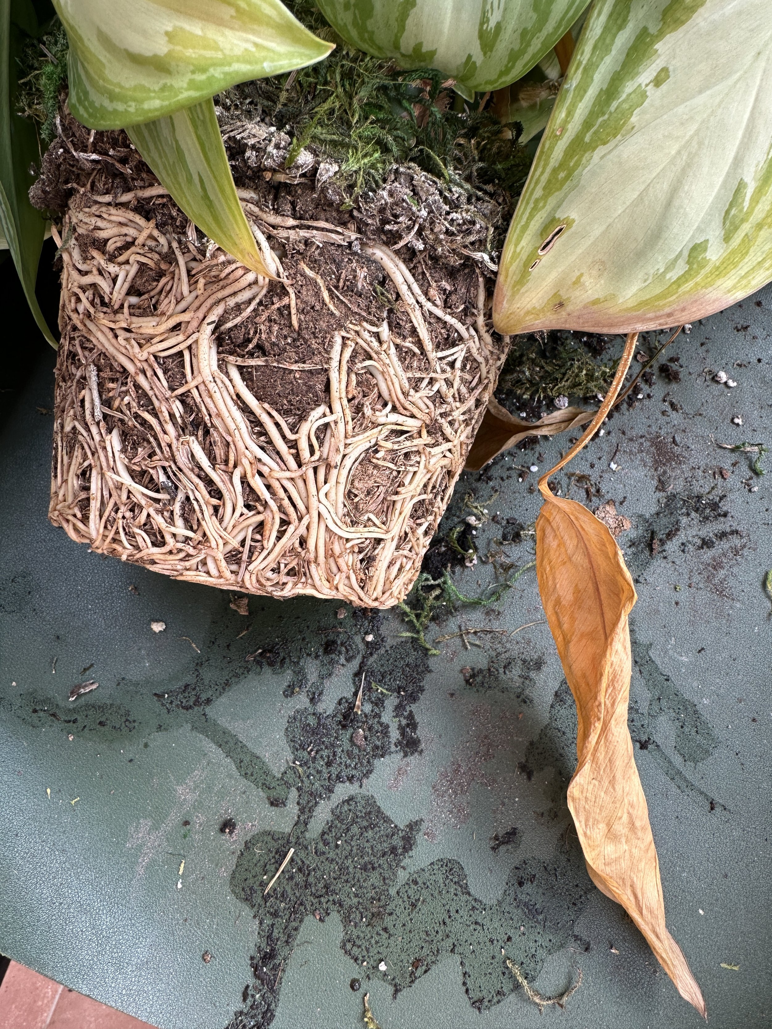 Rootbound houseplant with dense roots circling the pot, indicating it needs repotting.