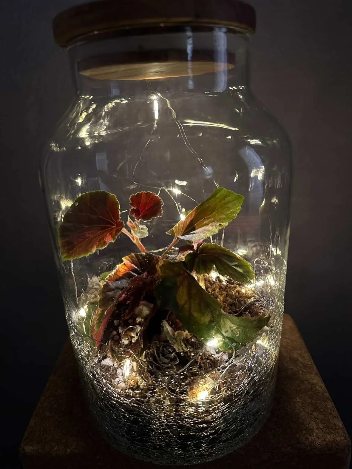 holidayterrarium2.jpg