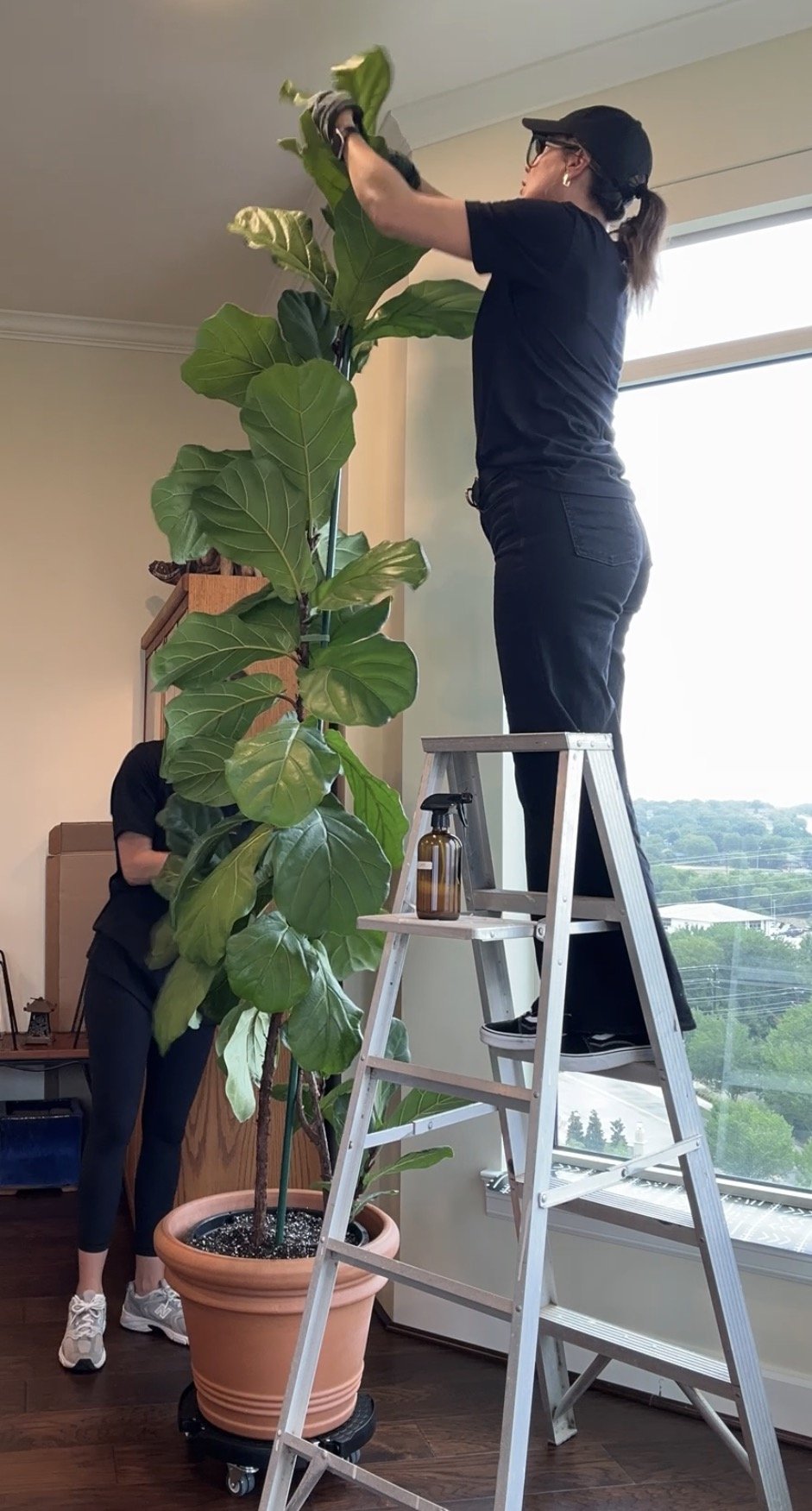 What Happens During a Professional Plant Maintenance Visit?