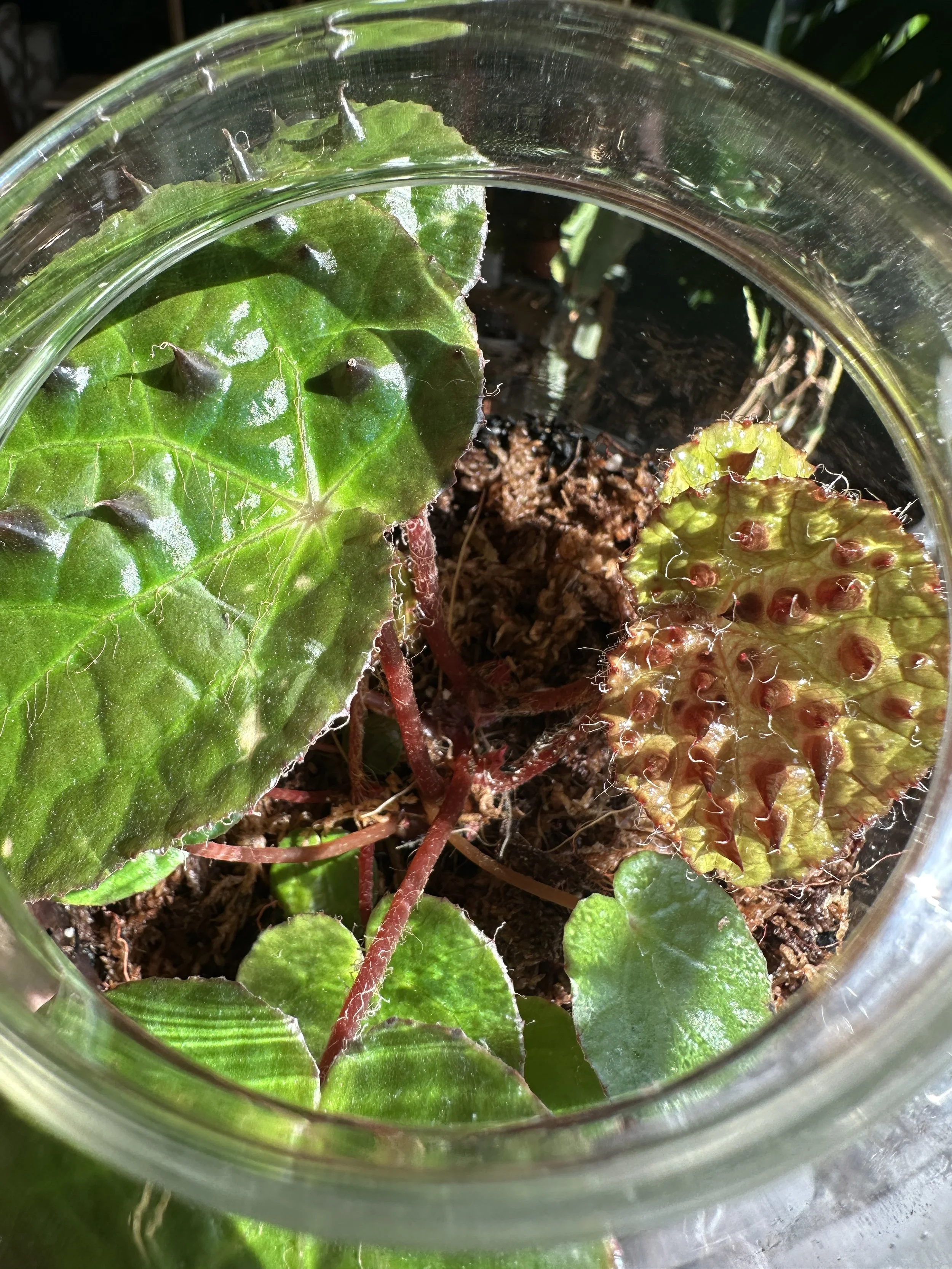 View of inside a begonia terrarium