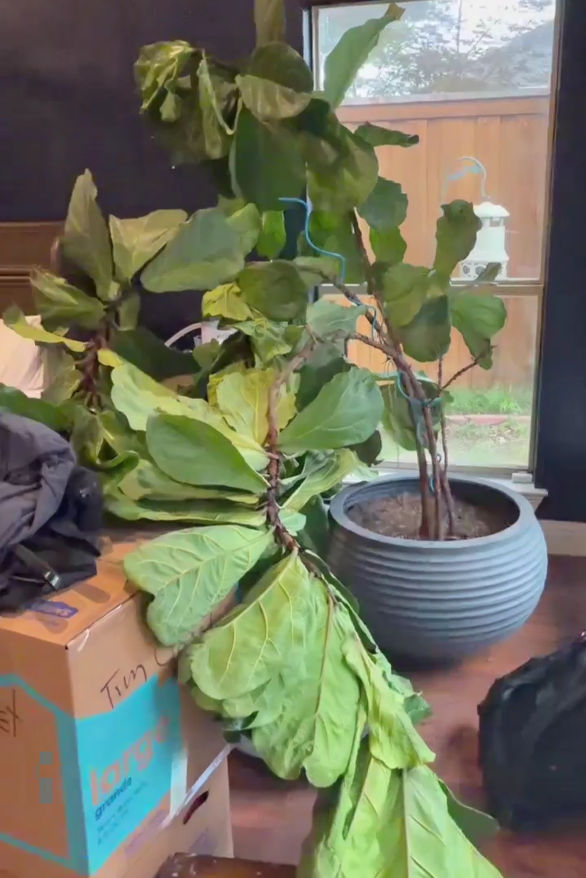 Struggling fiddle leaf fig showing signs of stress and decline.