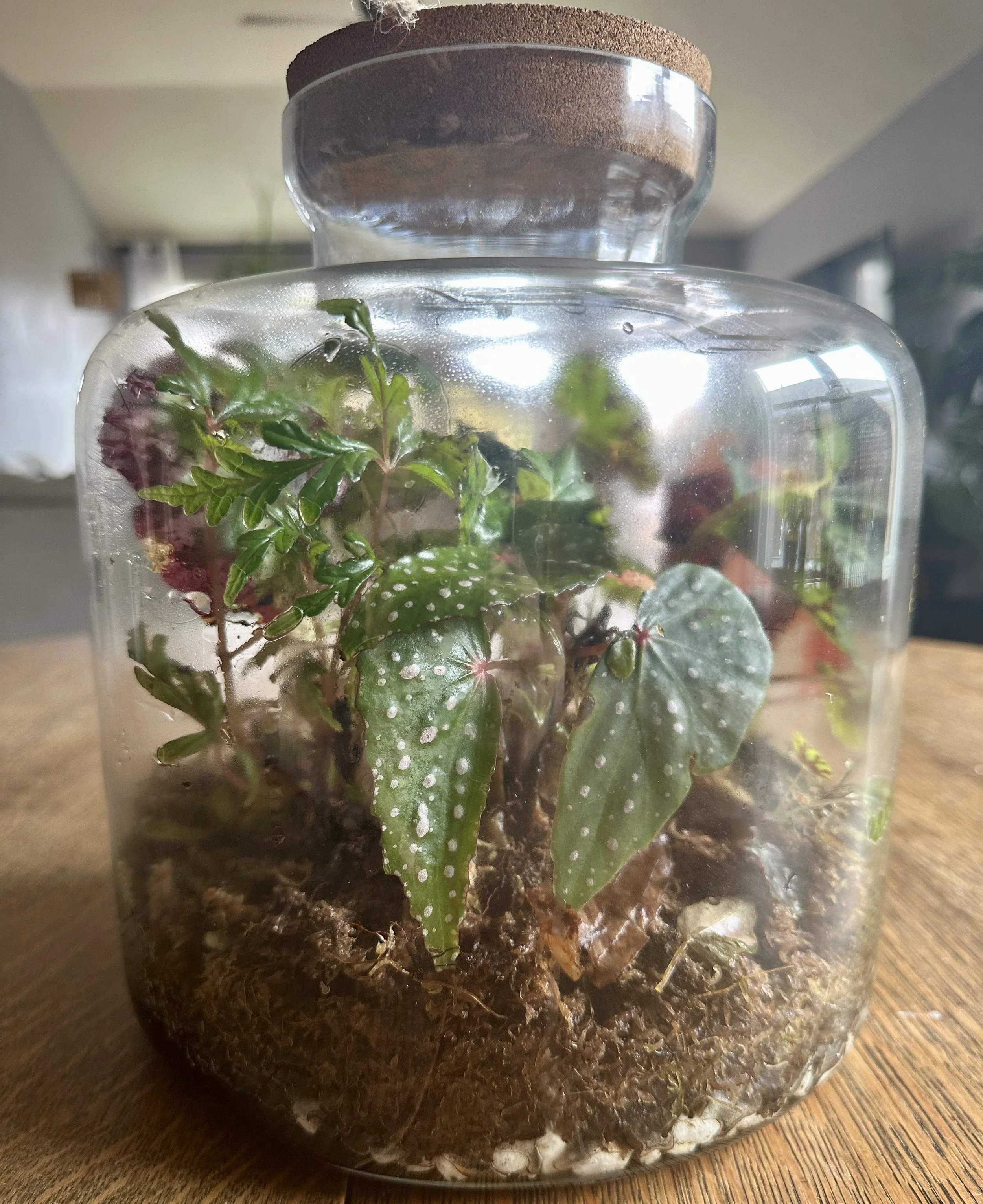 Mature closed terrarium with thriving begonia and moss growing in layered substrate, showing long-term plant growth and balance inside a glass vessel.