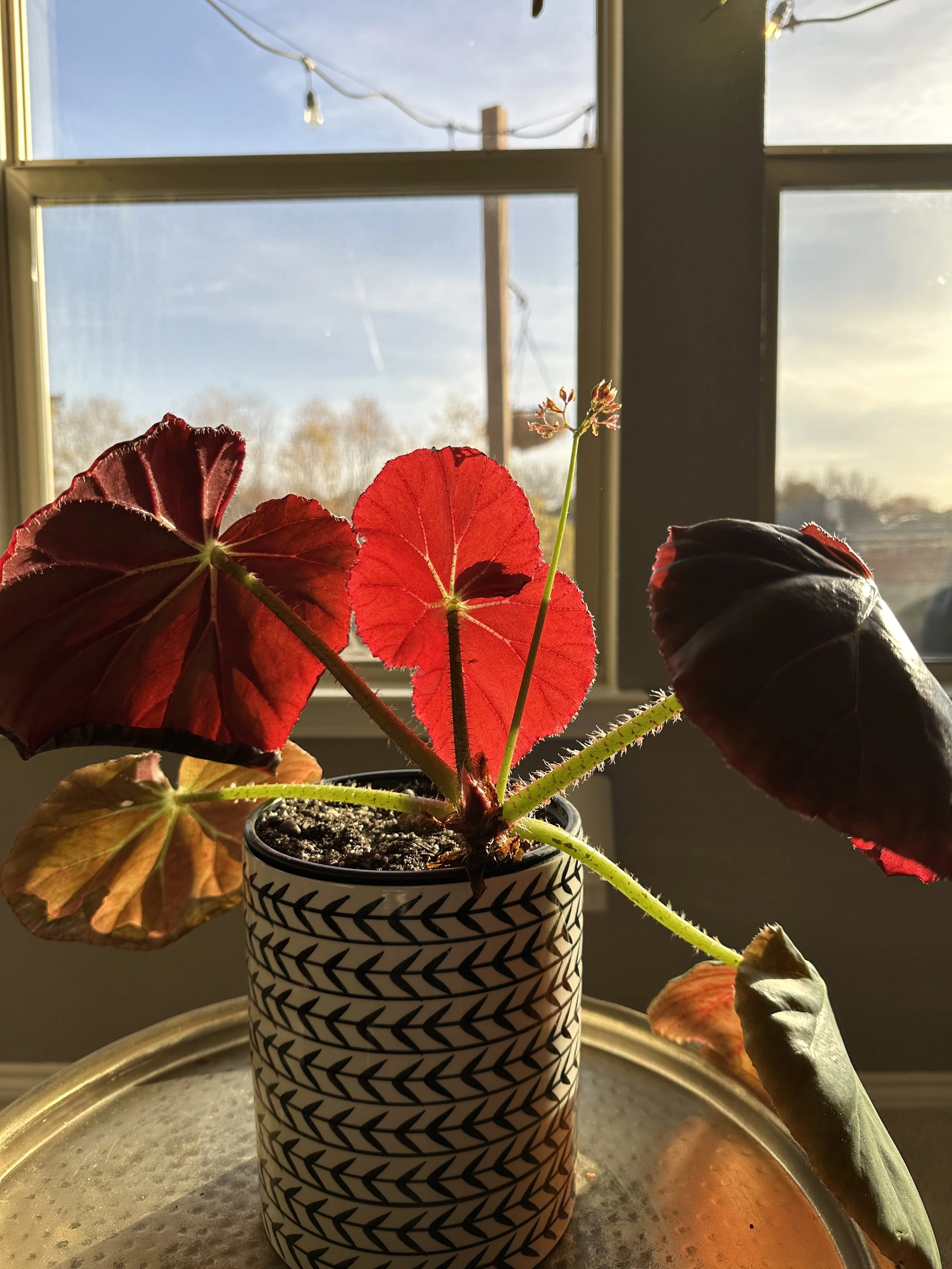 Soft natural light highlighting an indoor plant in a Fort Worth home, creating a calm and inviting atmosphere.