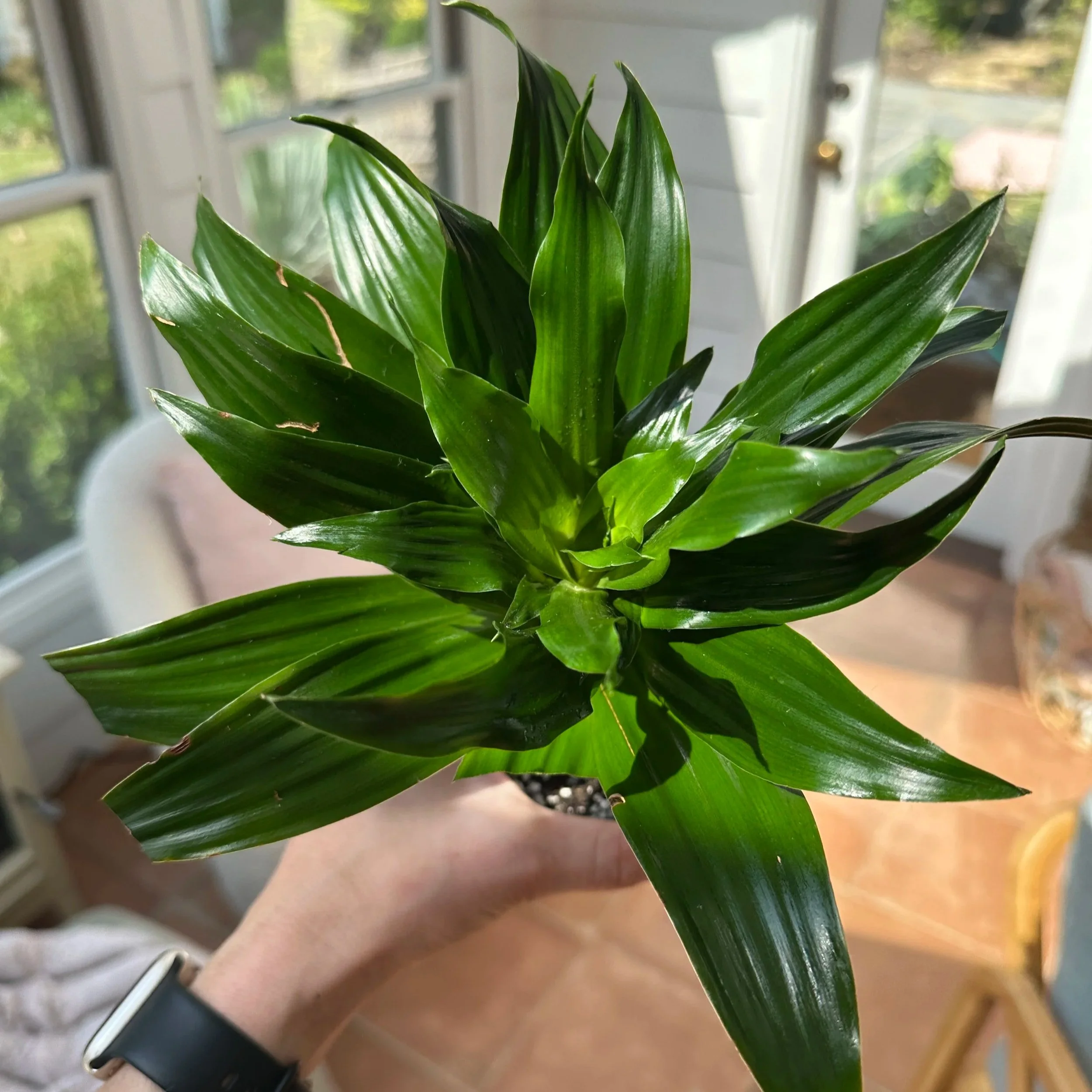 Recently refreshed houseplant in Fort Worth, TX