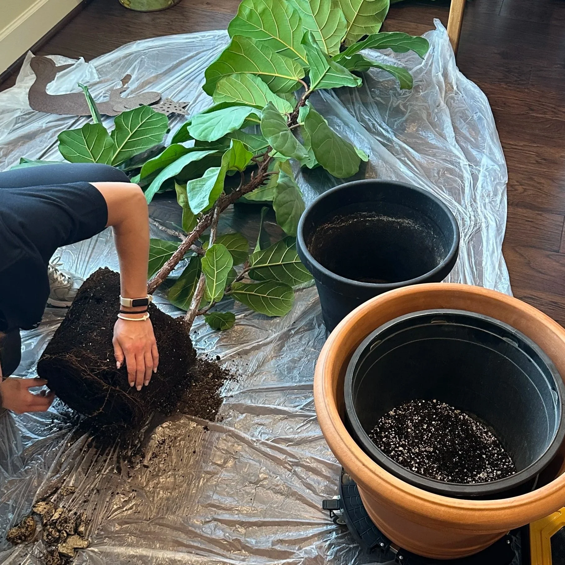 Professional indoor plant maintenance in Fort Worth with a fiddle leaf fig being repotted into a larger planter to support healthy growth.