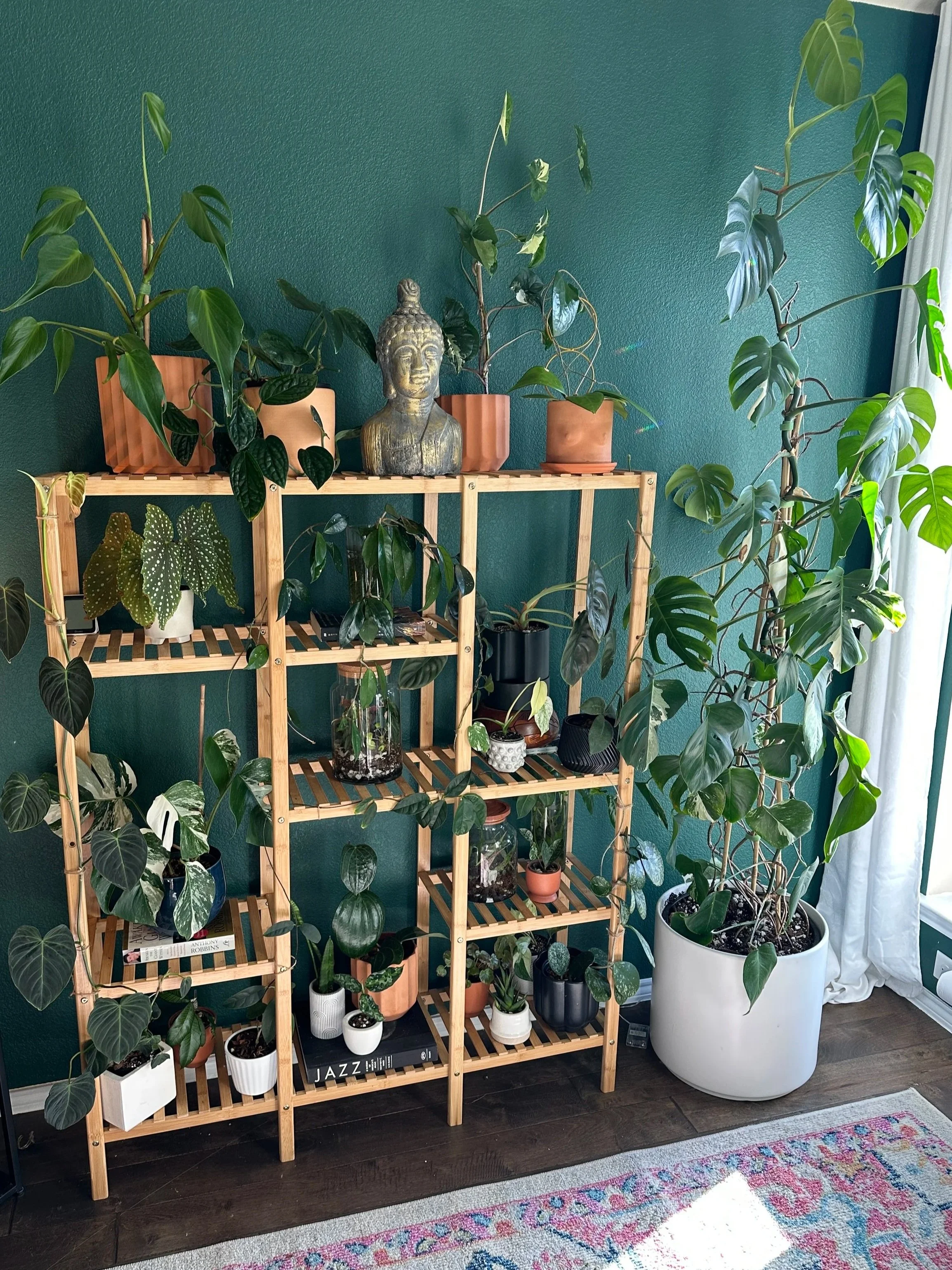 Bright indoor plant styling in a Fort Worth home