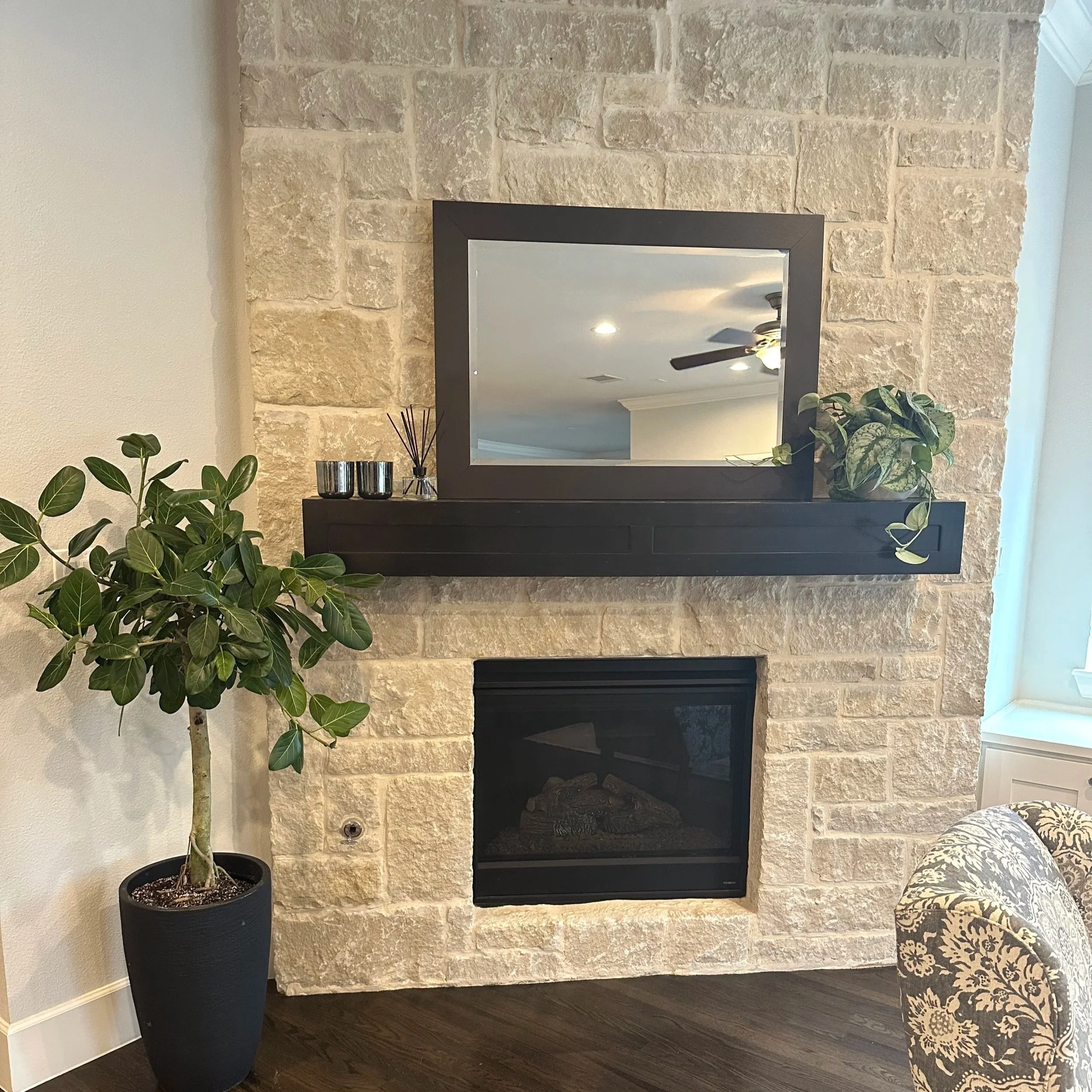 Ficus Audrey statement plant in a Dallas-Fort Worth living room
