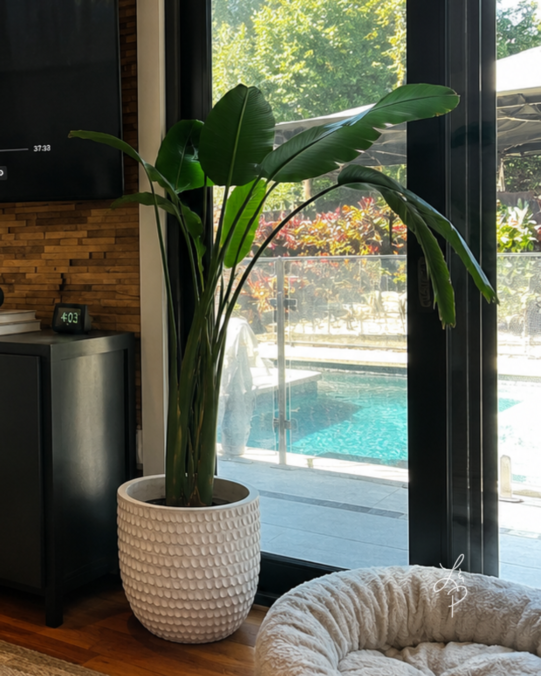 Large Bird of Paradise in a decorative white planter as part of a custom interior plant design project in a Fort Worth home.