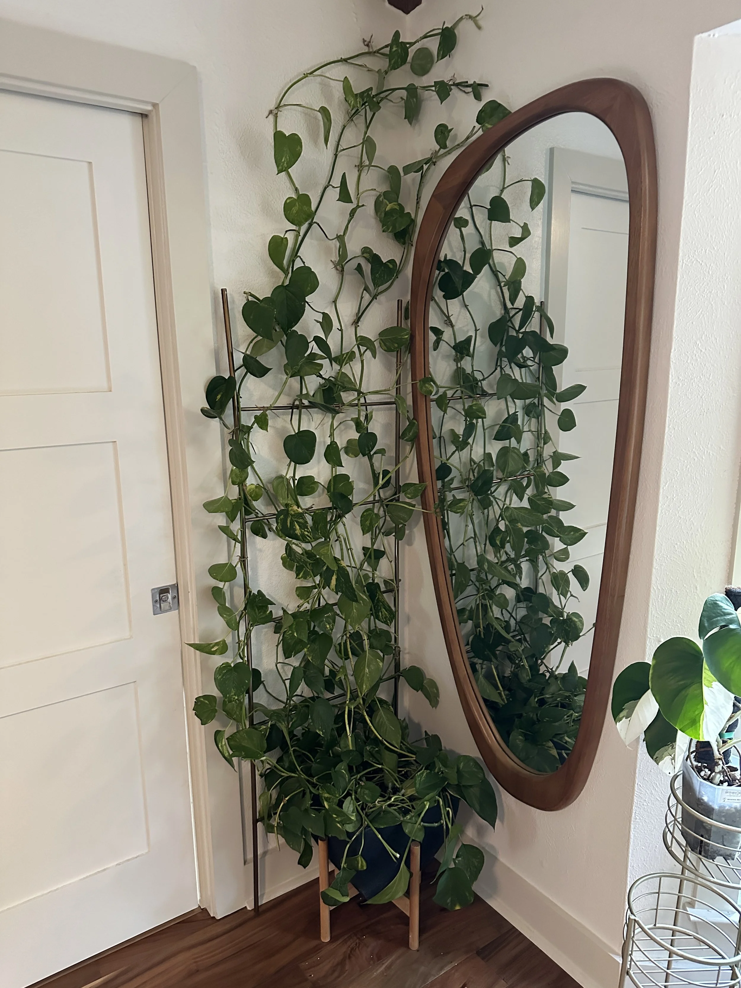Beginner-friendly plant styling with climbing pothos in a DFW home